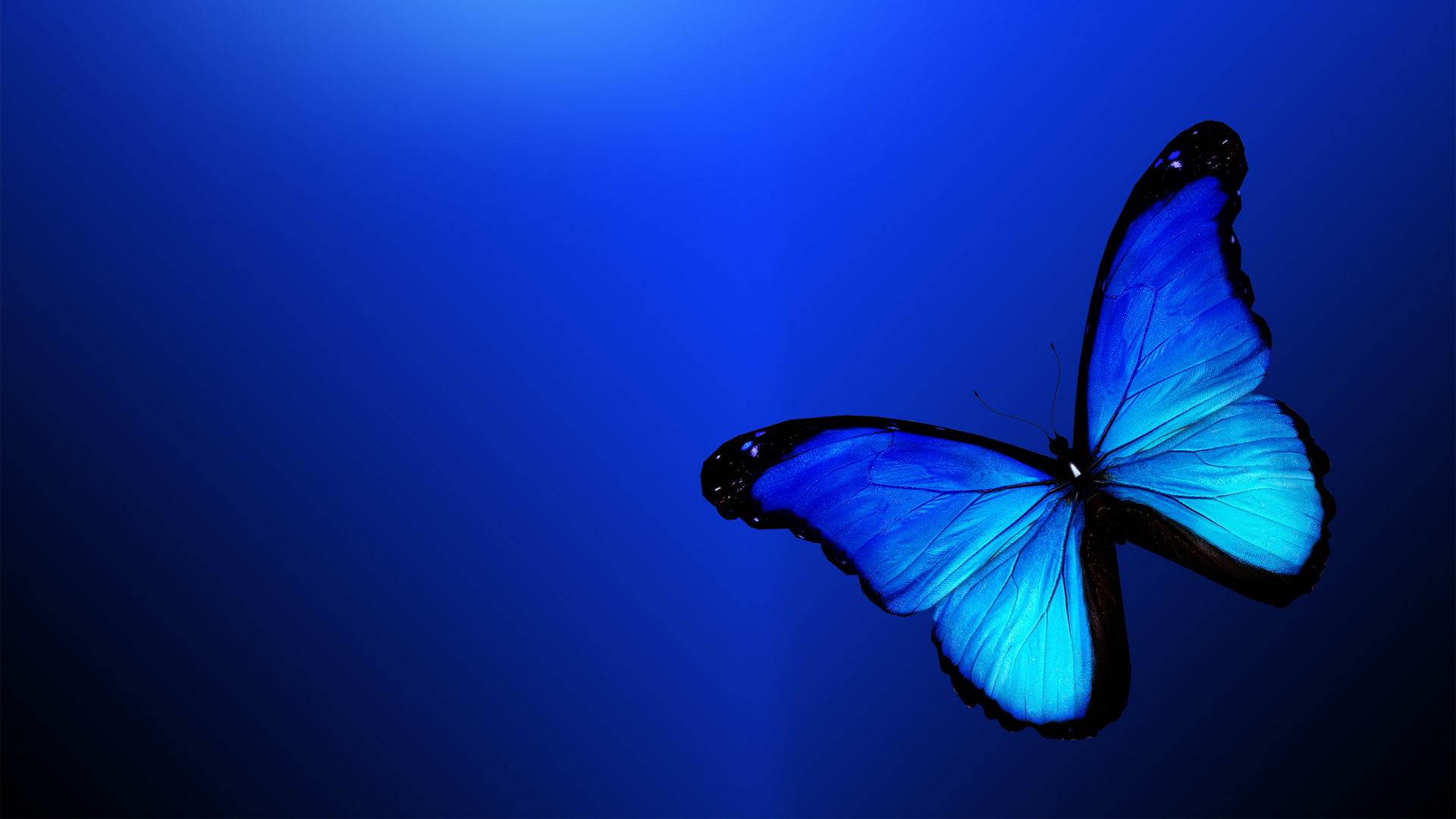 蓝色蝴蝶唯美桌面高清壁纸