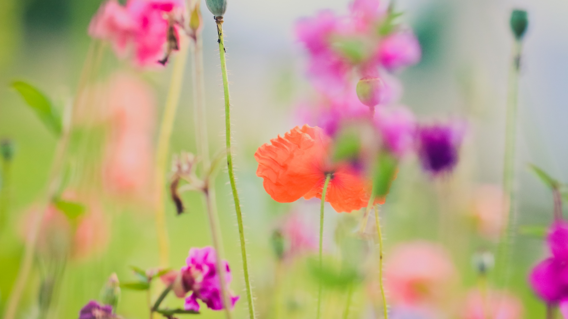 夏天鲜花桌面高清壁纸
