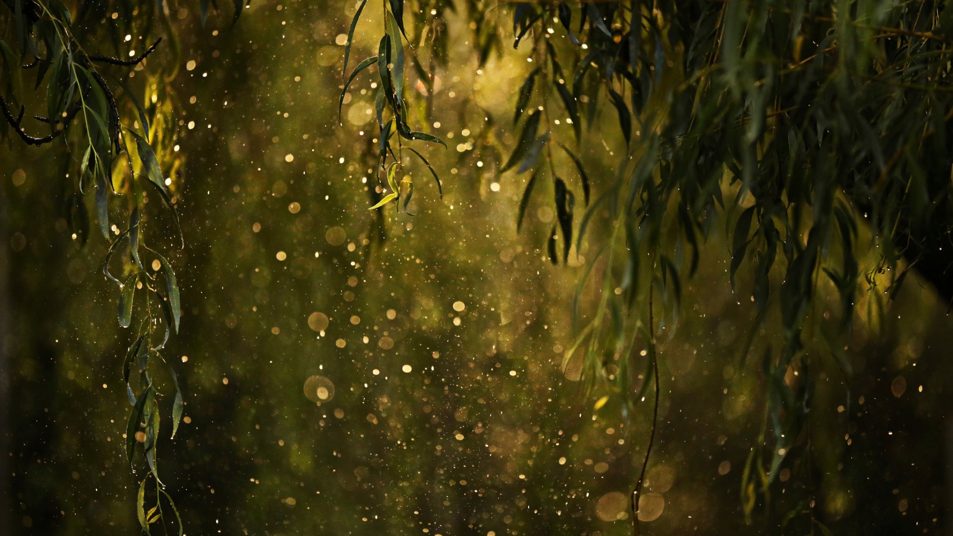 墙纸,树叶,水滴,雨点,闪烁,桌面高清壁纸