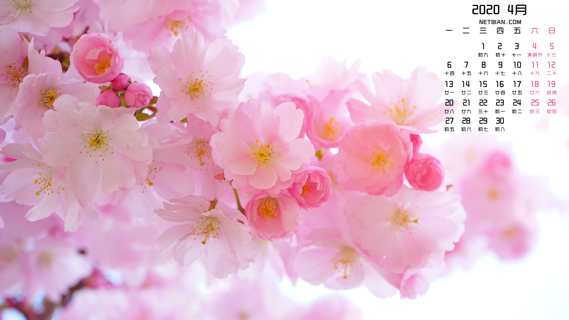 桃花2020年4月精选日历高清壁纸