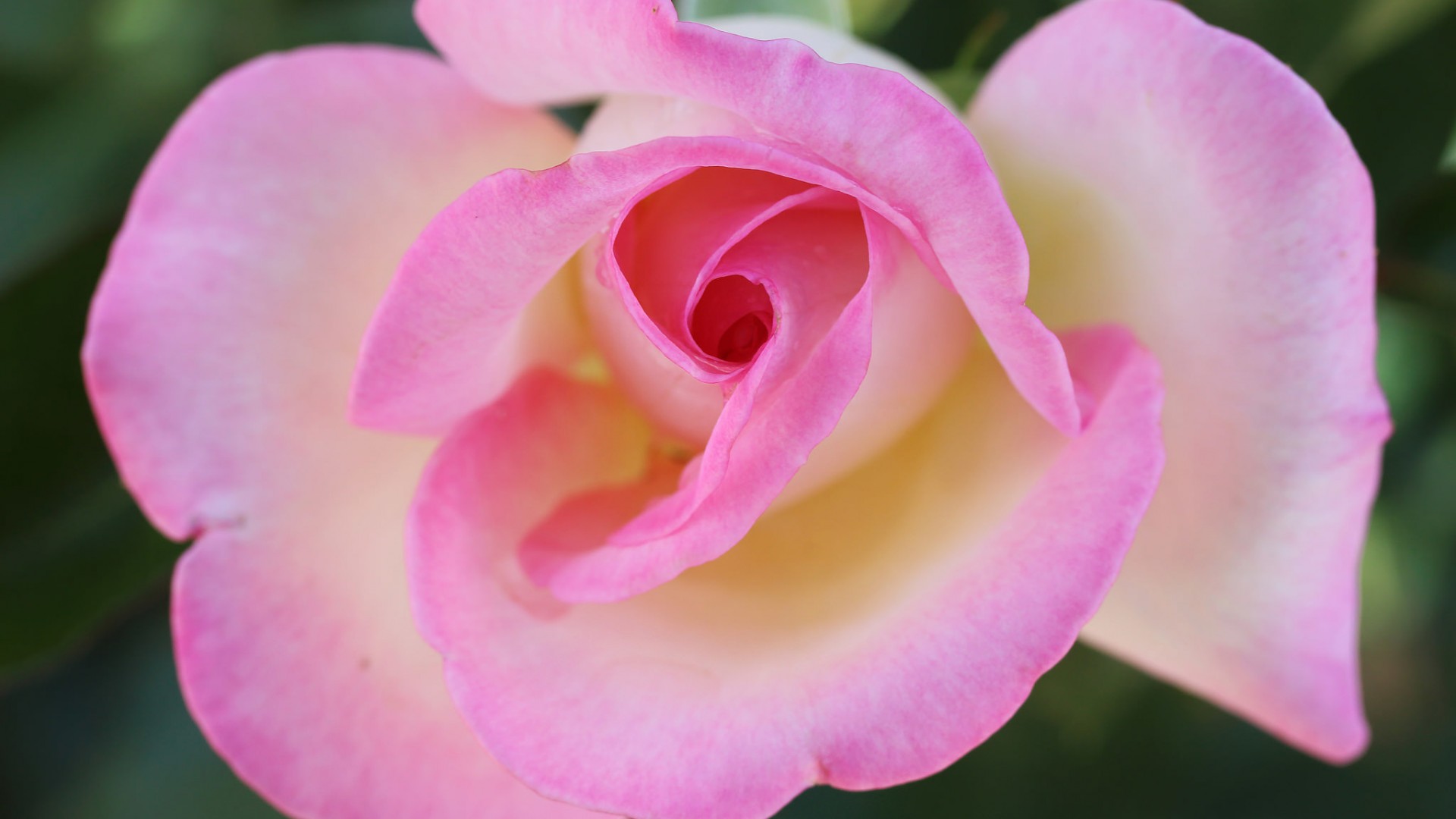 粉色玫瑰花，花瓣，微距摄影，玫瑰花精选微距高清壁纸
