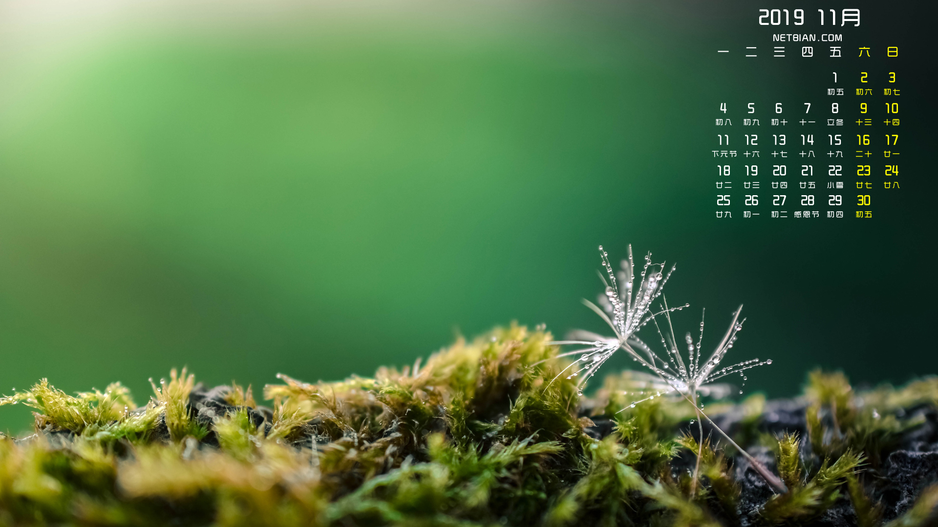 蒲公英2019年11月日历桌面高清壁纸