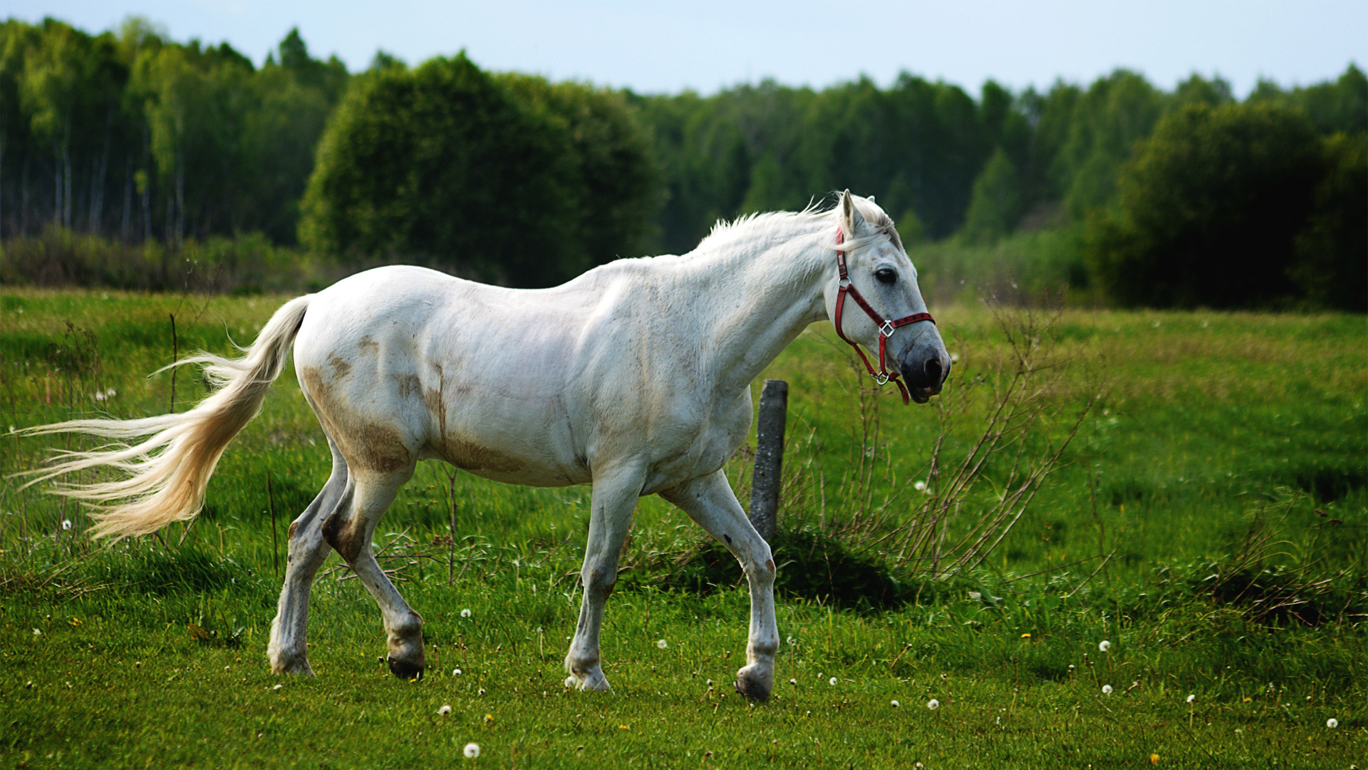 草地上的白色骏马高清壁纸