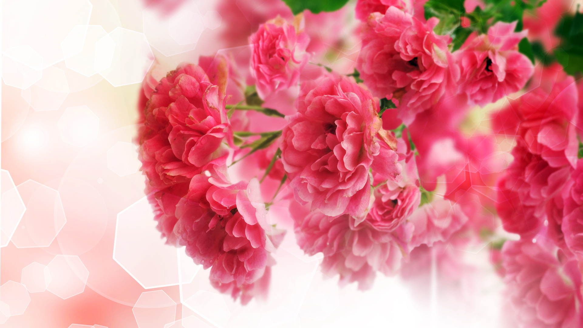 粉红花朵鲜花桌面高清壁纸