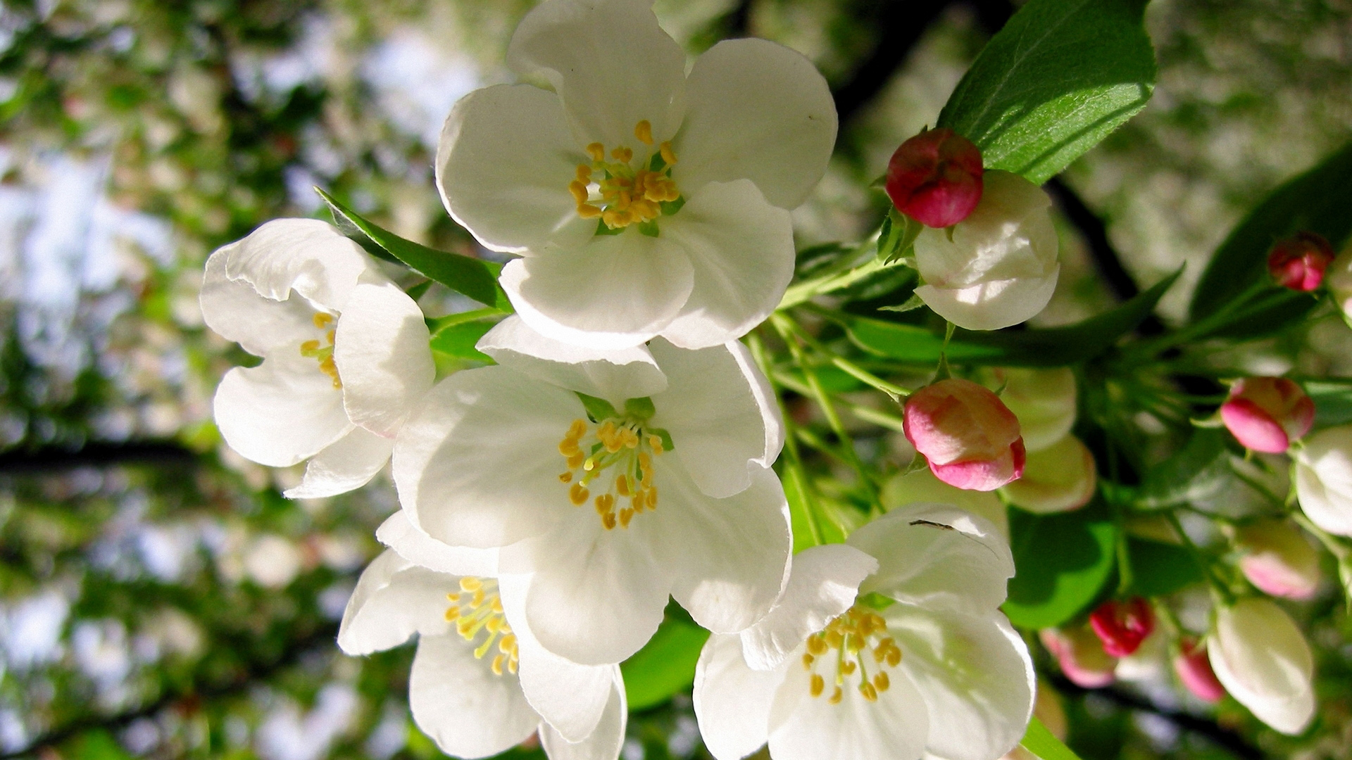 白色苹果花桌面高清壁纸