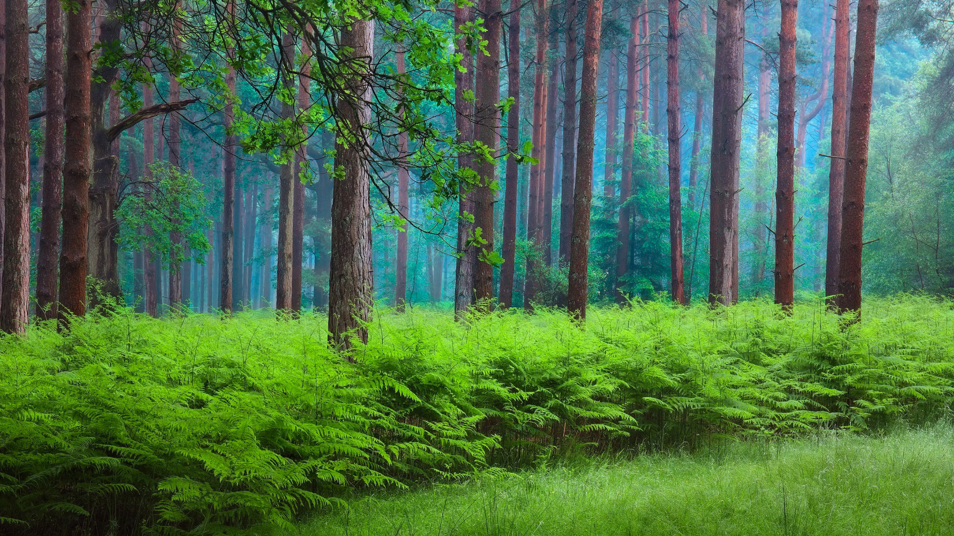 森林 树木 蕨菜 雾 自然风景桌面高清壁纸