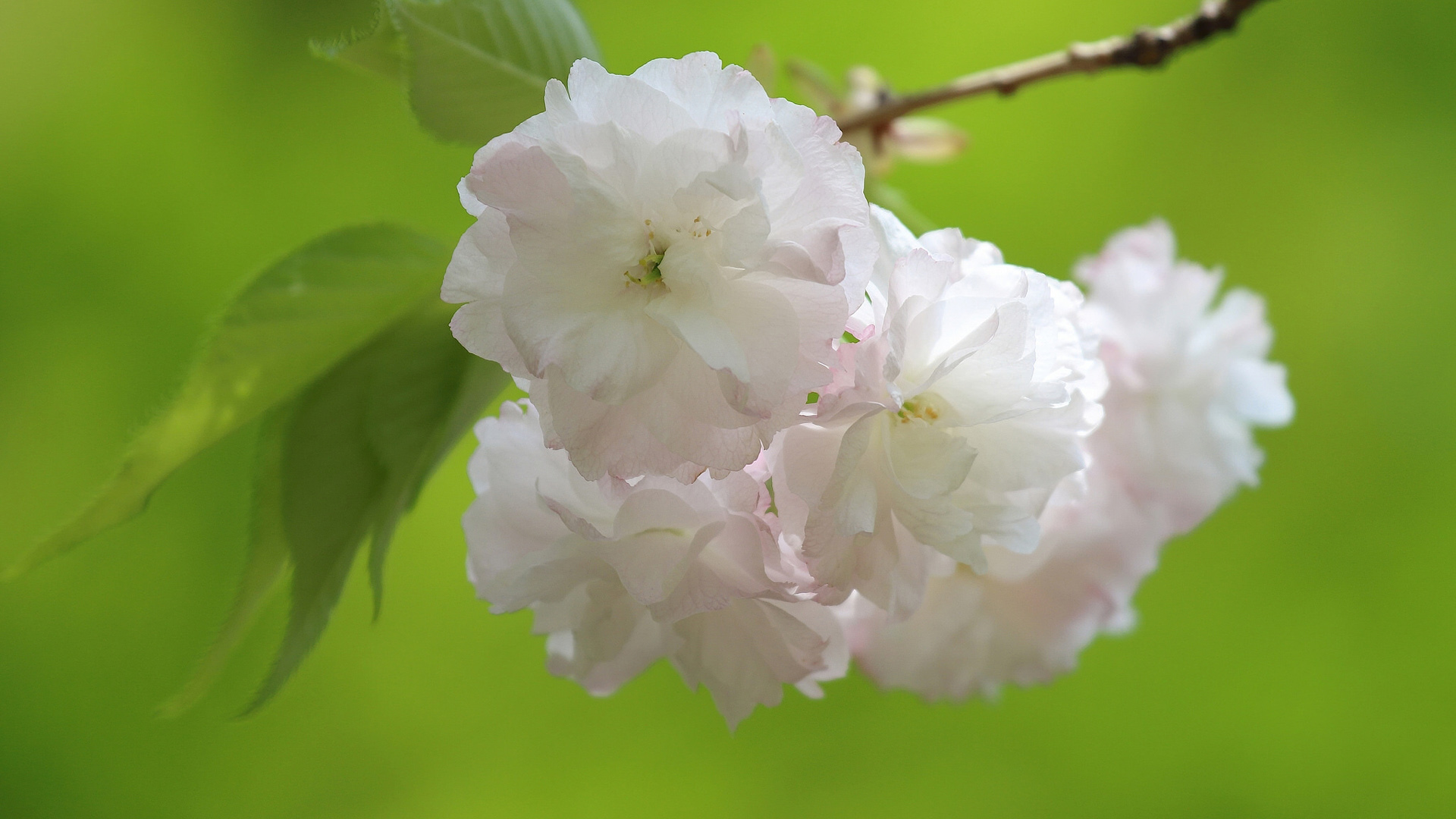 樱花，白色樱花，树枝，树叶，绿色护眼背景，樱花桌面高清壁纸