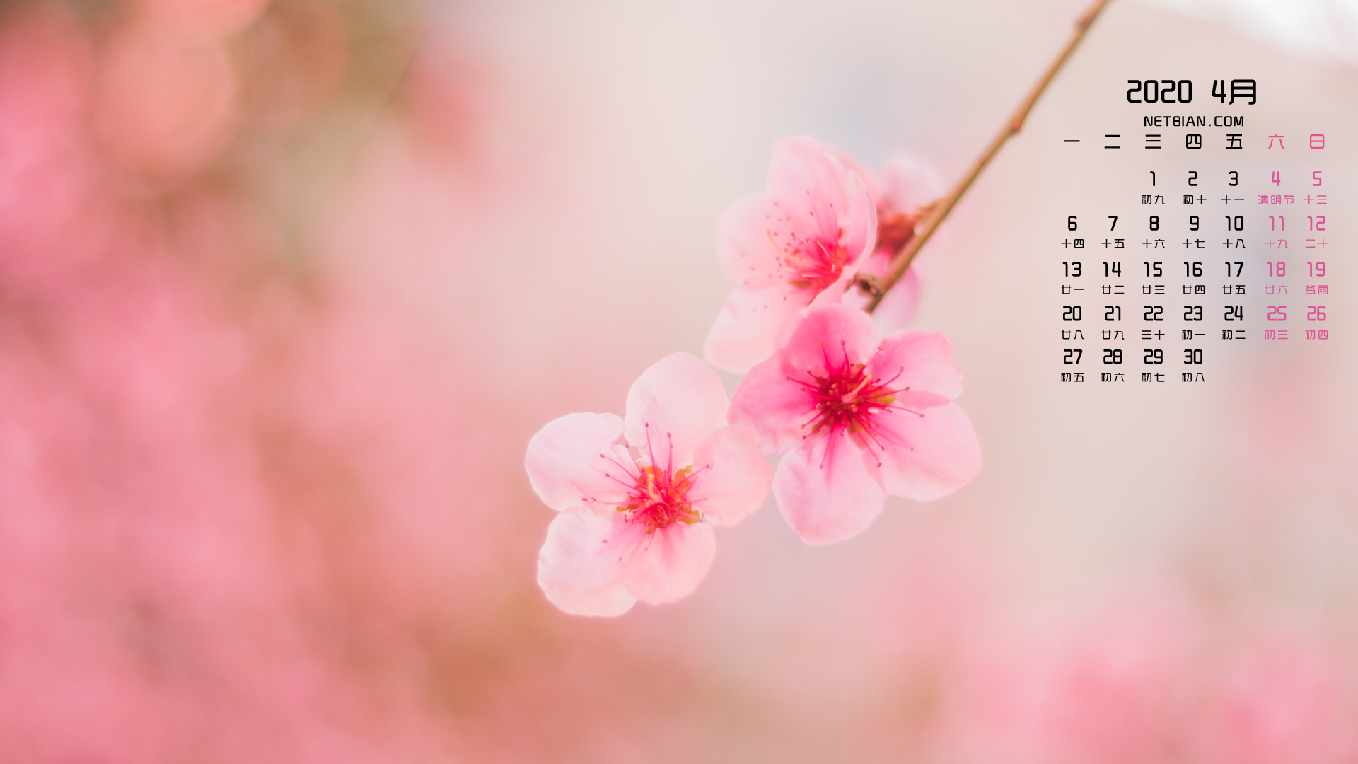 美丽桃花2020年4月日历精选桌面高清壁纸