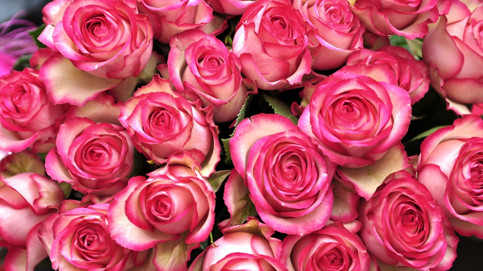 粉色玫瑰花蕾桌面高清壁纸
