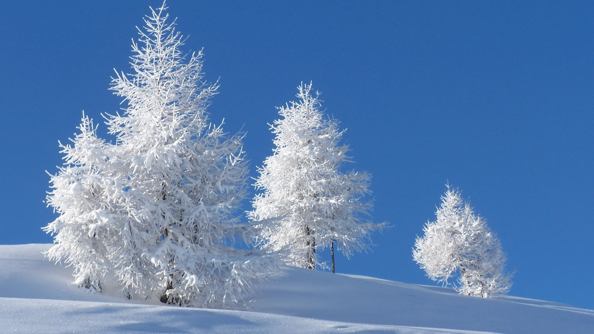 雪中的小树桌面高清壁纸