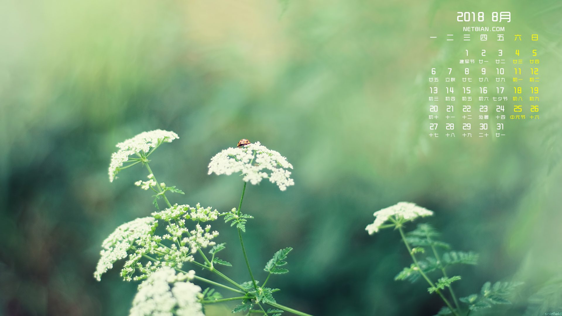 小清新植物2018年8月日历桌面高清壁纸护眼