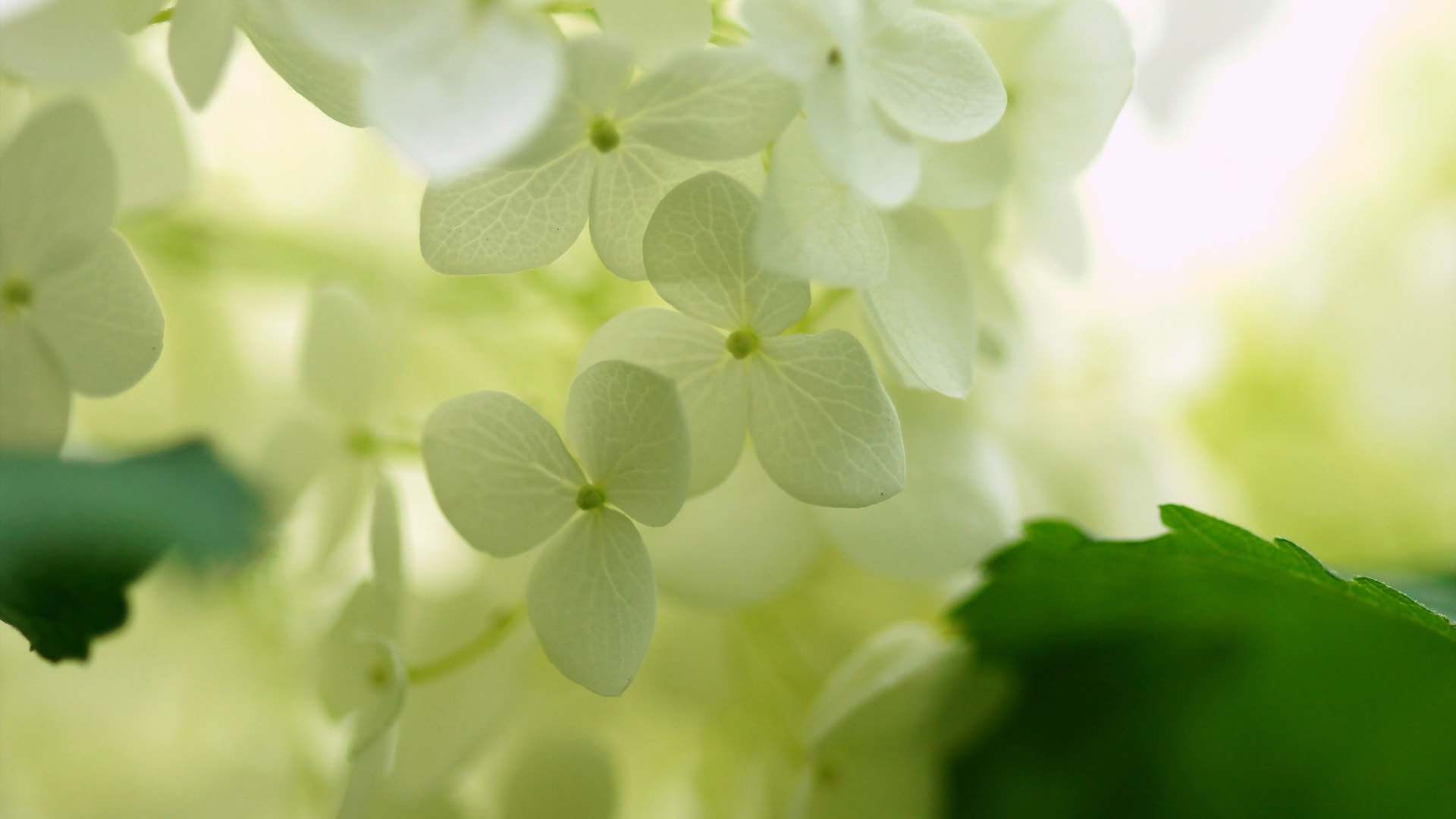 绣球花桌面高清壁纸