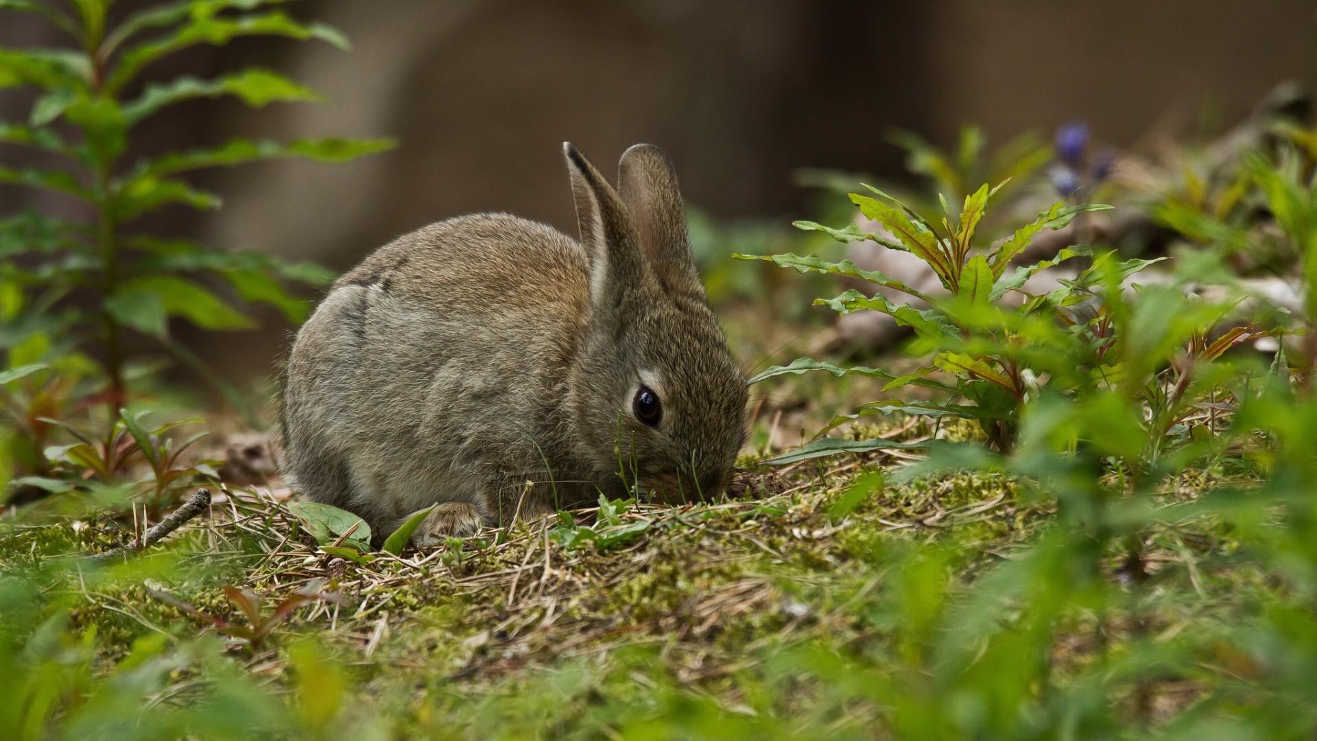 草地，灰色兔子，绿色植物，可爱兔子高清壁纸