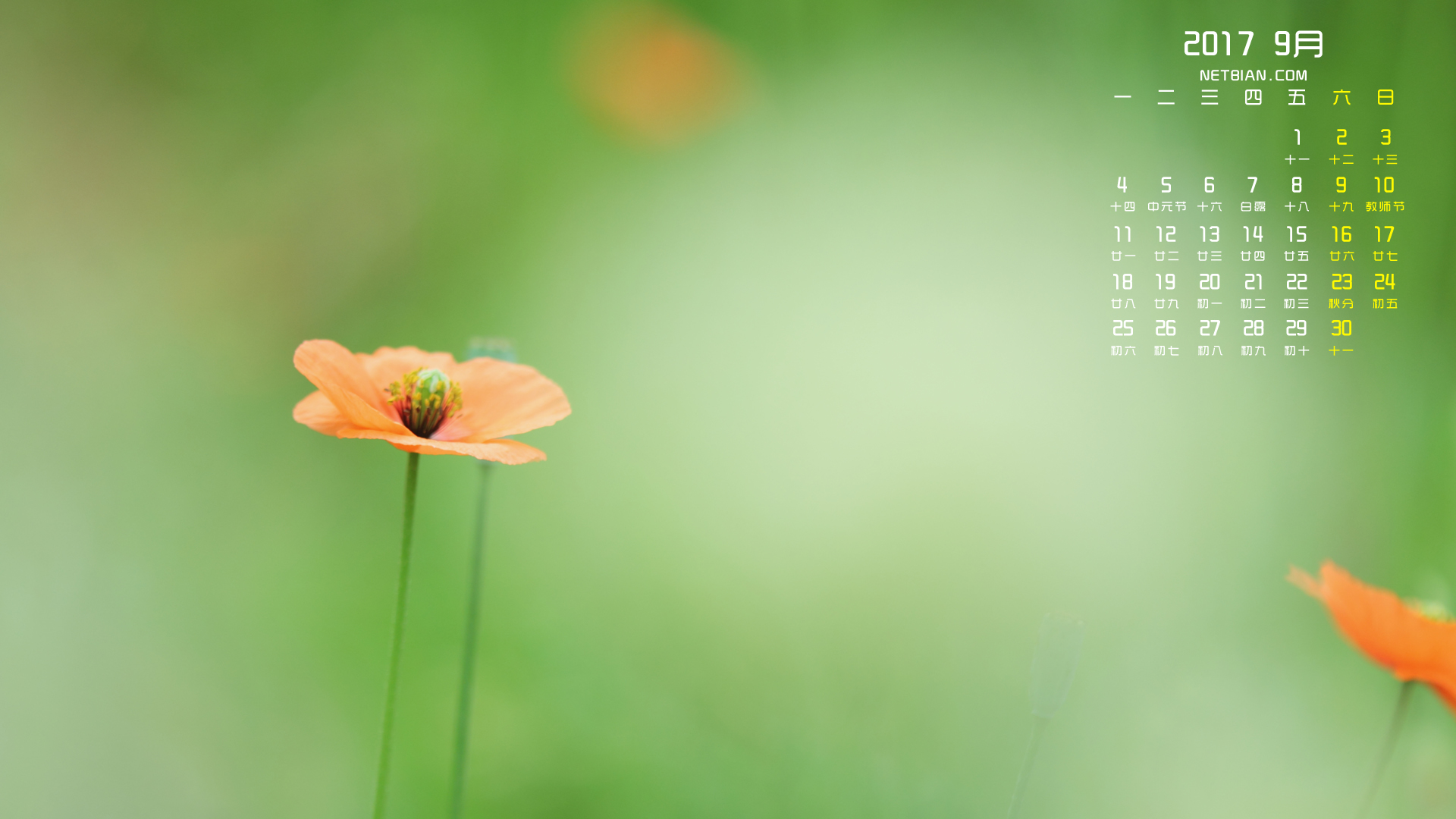 罂粟花2017年9月日历桌面高清壁纸护眼