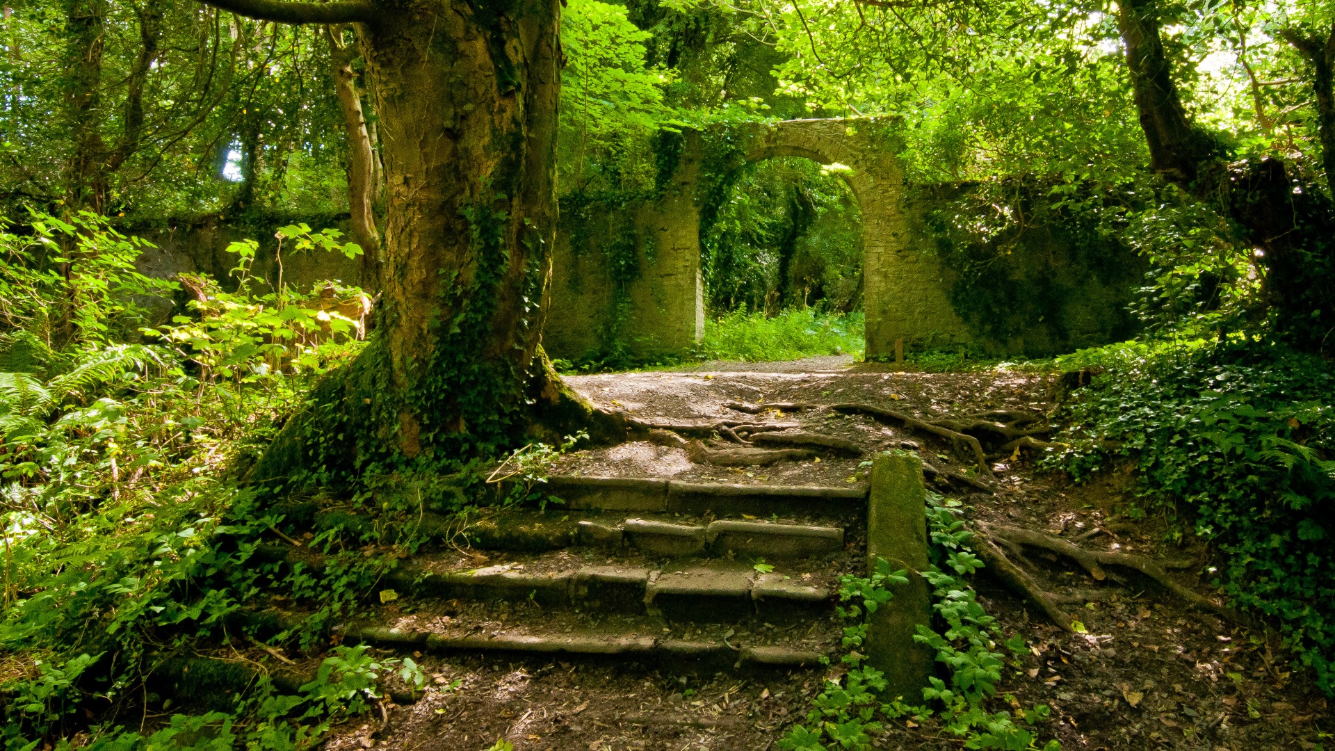 原始森林，夏天，树，路，石阶，旧墙，风景桌面高清壁纸