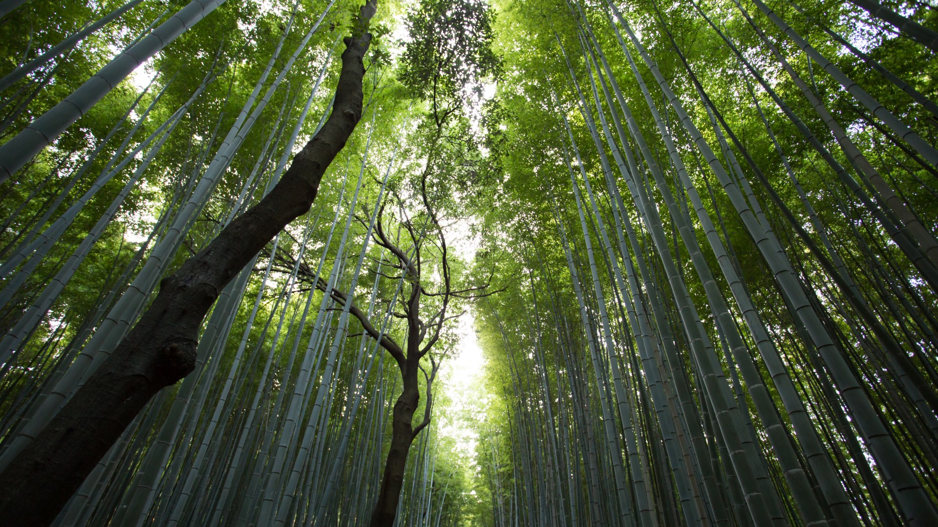 竹子,竹叶,树木,绿色竹林,大自然护眼风景桌面高清壁纸