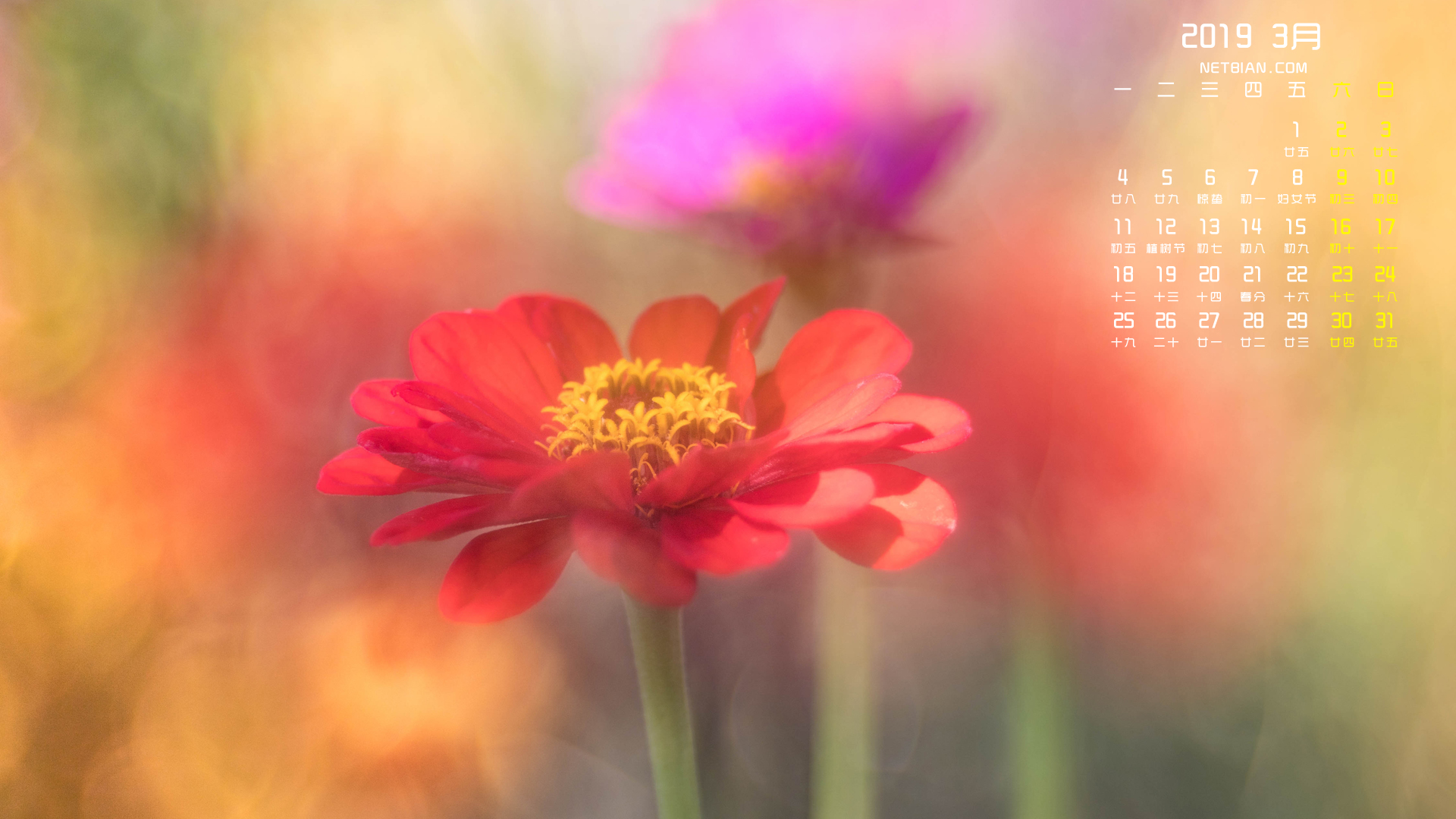 鲜花2019年3月日历桌面高清壁纸