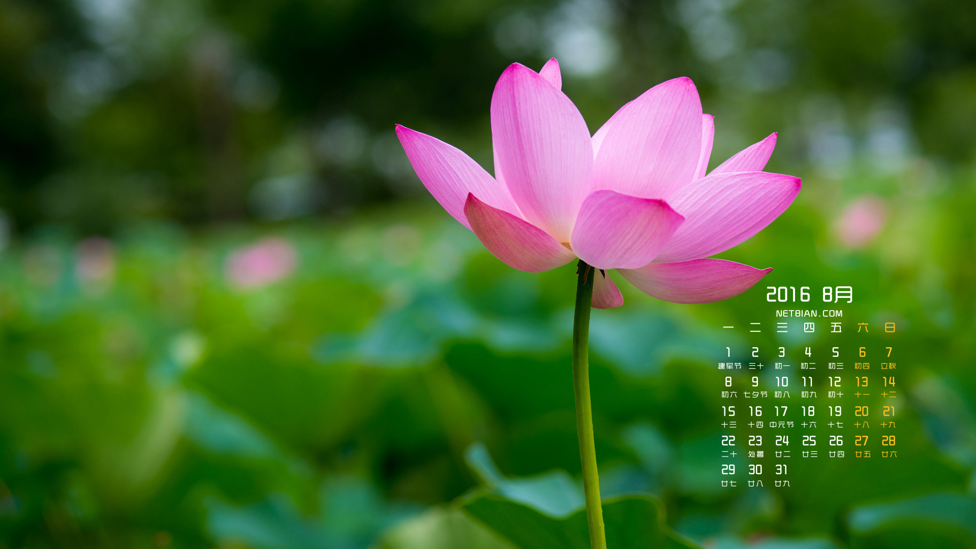 美丽的莲花2016年8月日历桌面高清壁纸