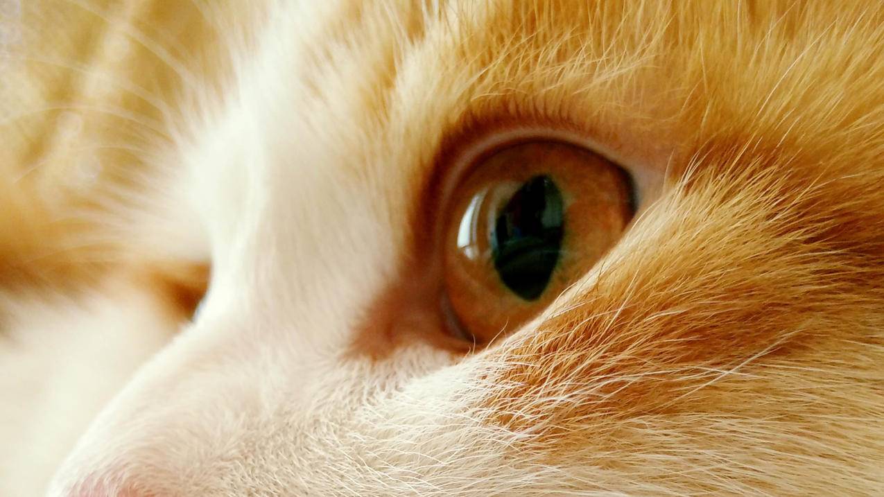 眼睛猫5k高清壁纸