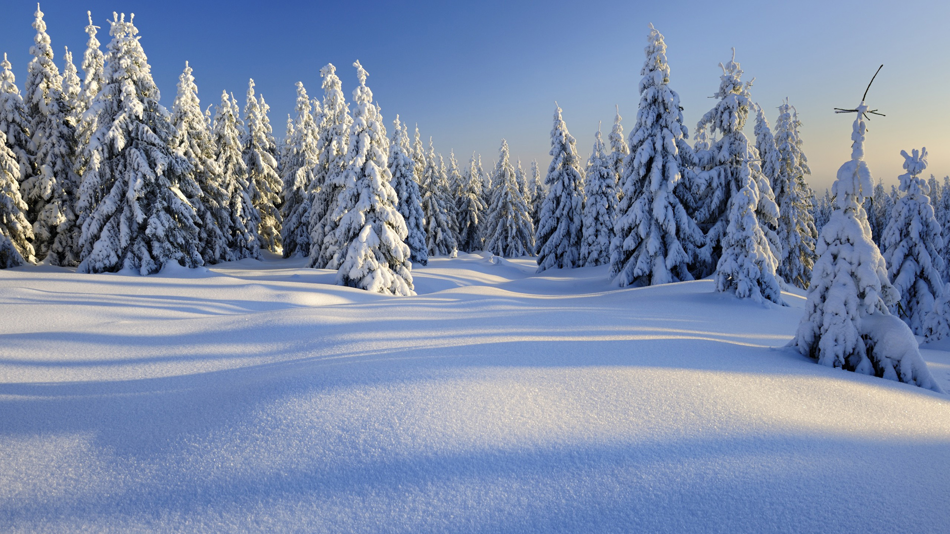 冬季大雪风光,雪地,树林,风景桌面高清壁纸