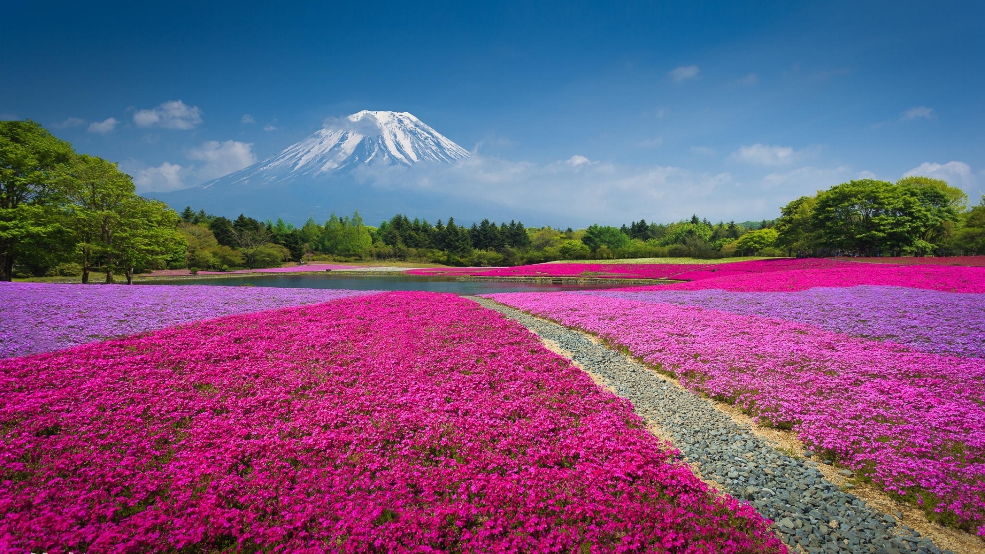 火山,鲜花,公园,风景桌面高清壁纸