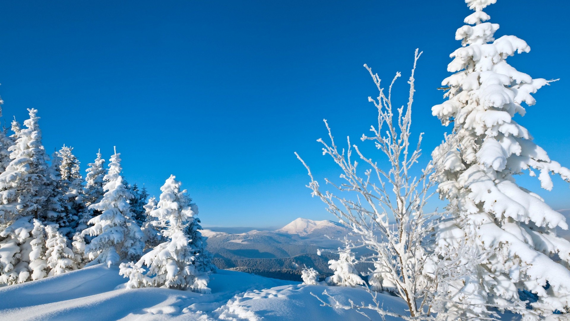 冬天,大雪,树,美丽雪景桌面高清壁纸
