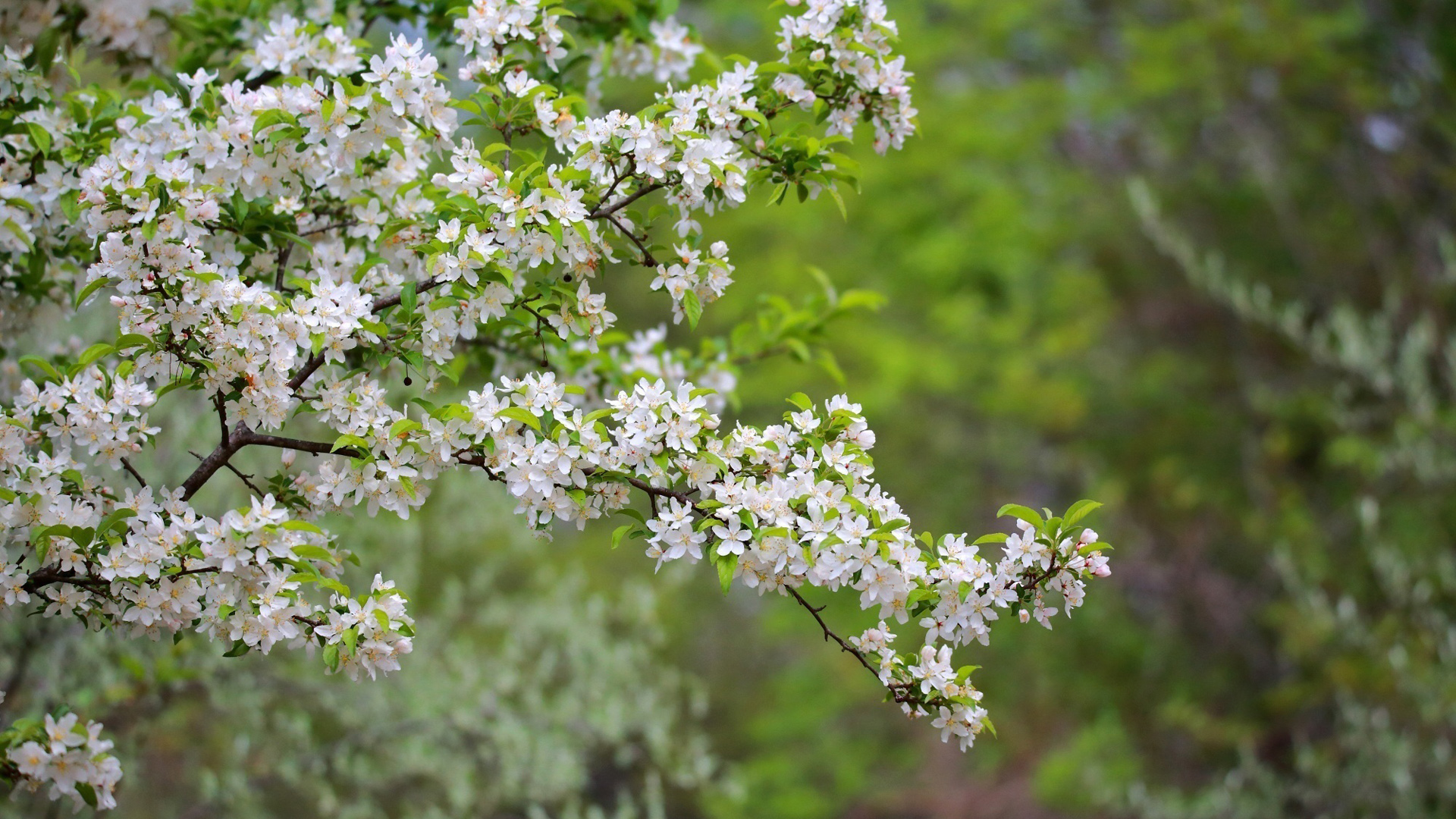 春天树枝绿叶鲜花风景桌面高清壁纸