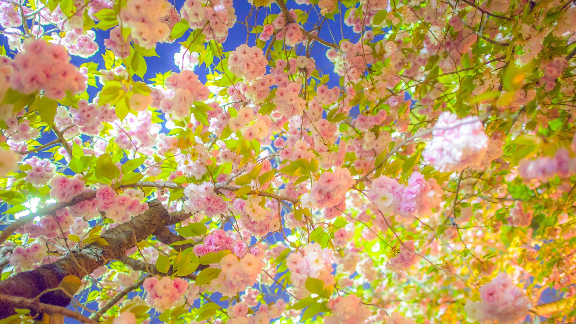天空,树,园林,花卉,粉色花朵,春天桌面高清壁纸
