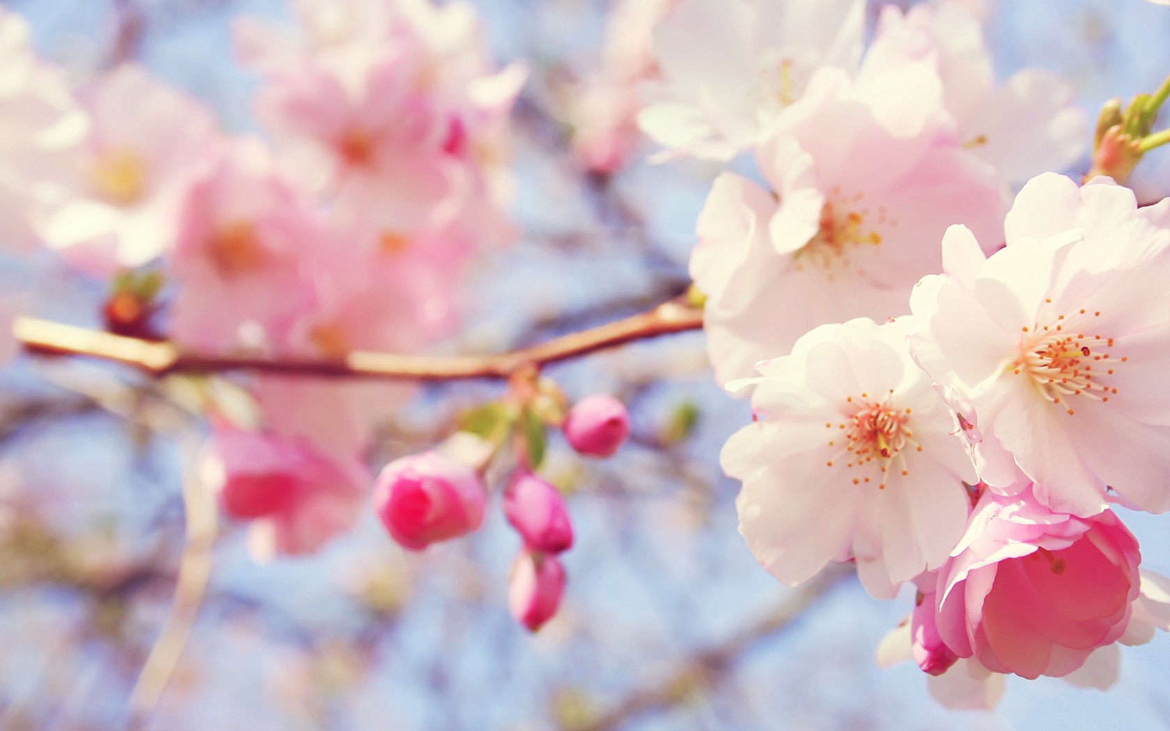 清新桃花电脑高清壁纸