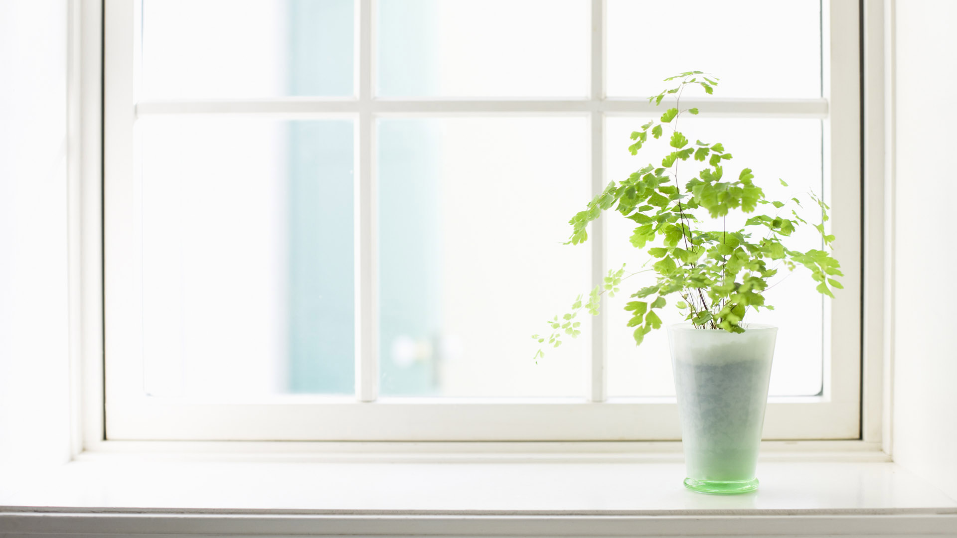 窗台绿色植物桌面高清壁纸