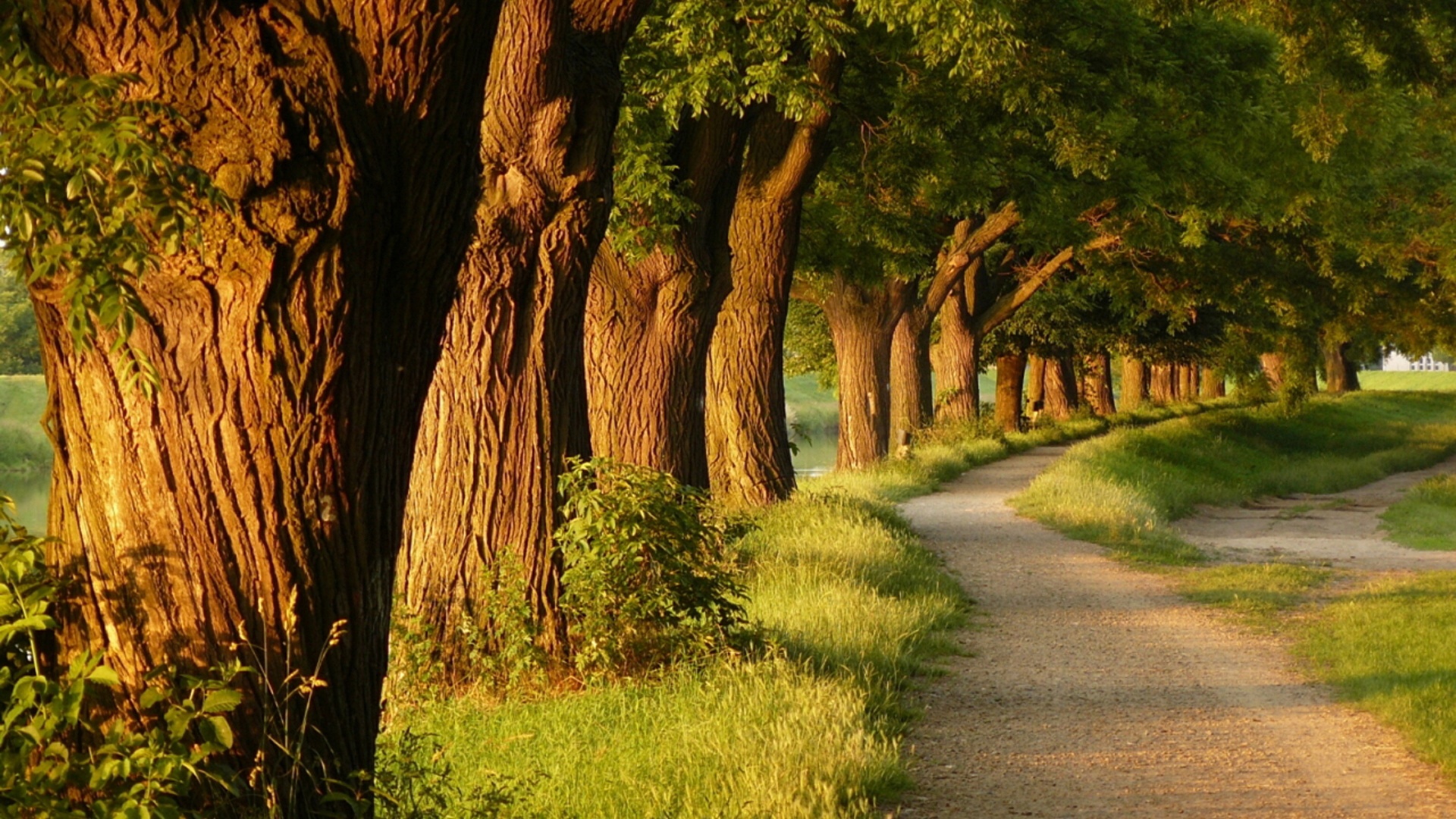 美丽的小巷公园,小路,草,树林,风景桌面高清壁纸