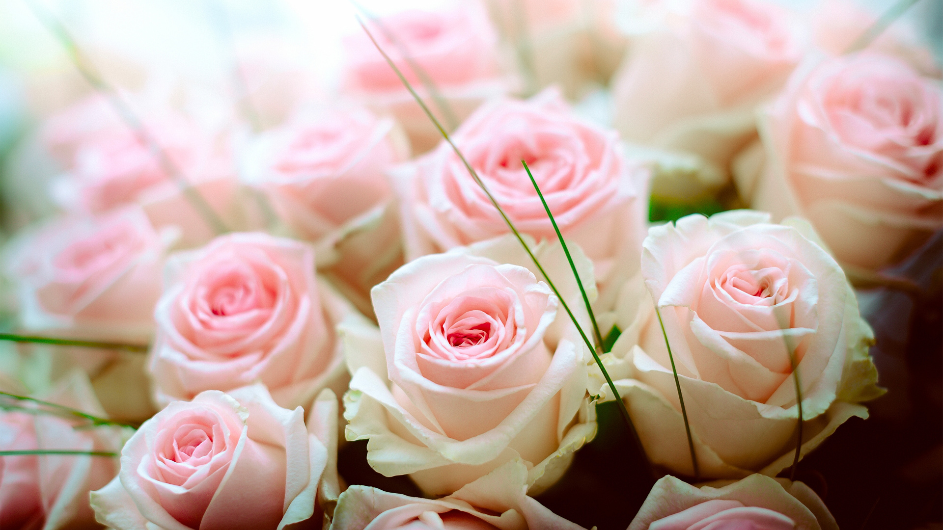 玫瑰的花蕾桌面高清壁纸