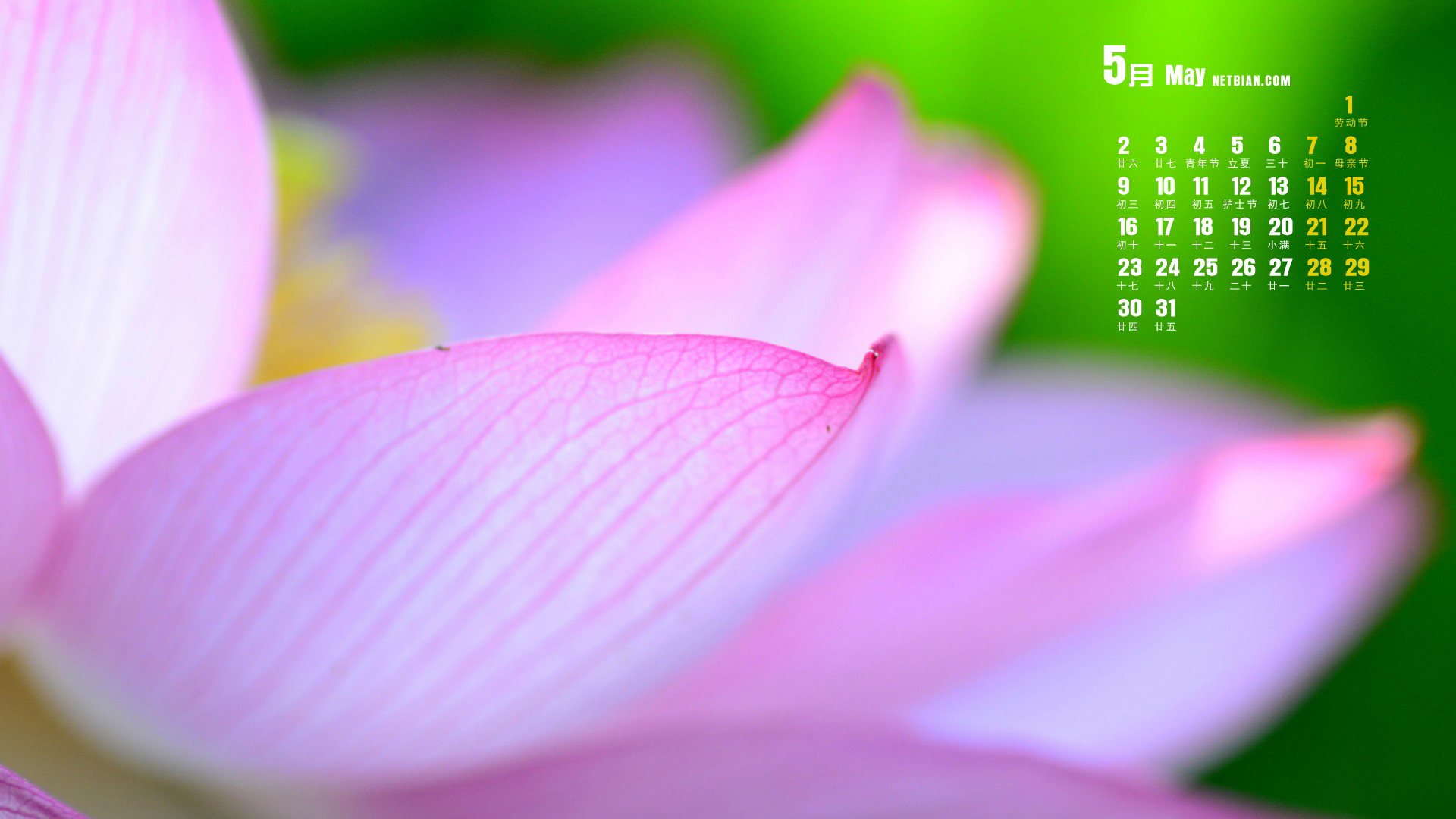 莲花2016年5月日历桌面高清壁纸