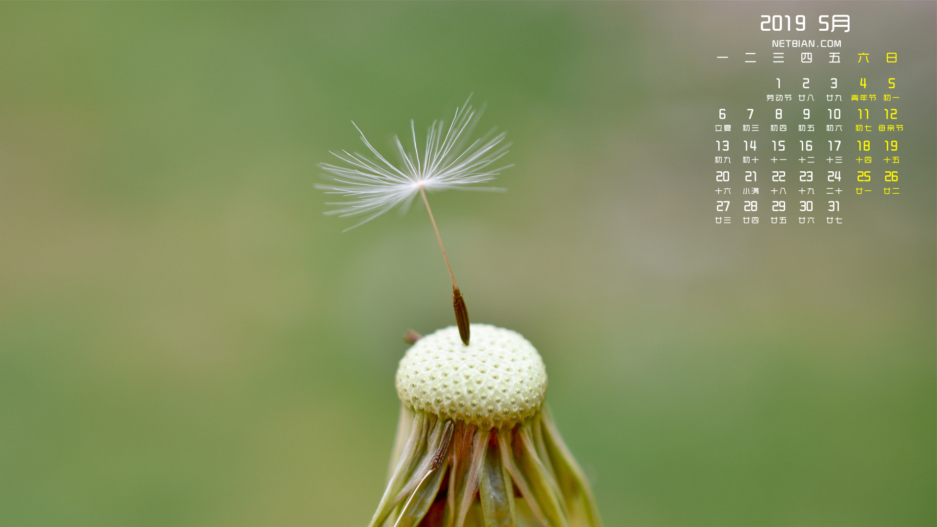 蒲公英2019年5月日历桌面高清壁纸小清新