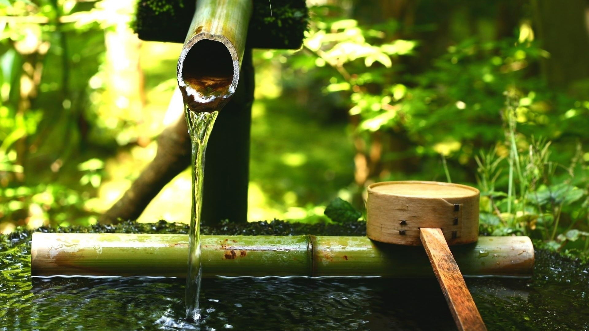 园林植物自然草水管道风景桌面高清壁纸