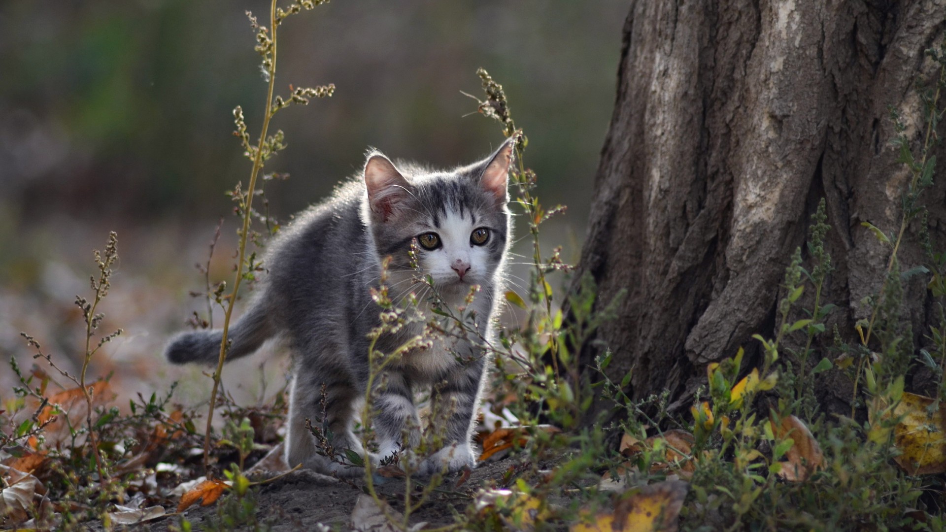 森林,小猫,寻找,探险,可爱动物高清壁纸