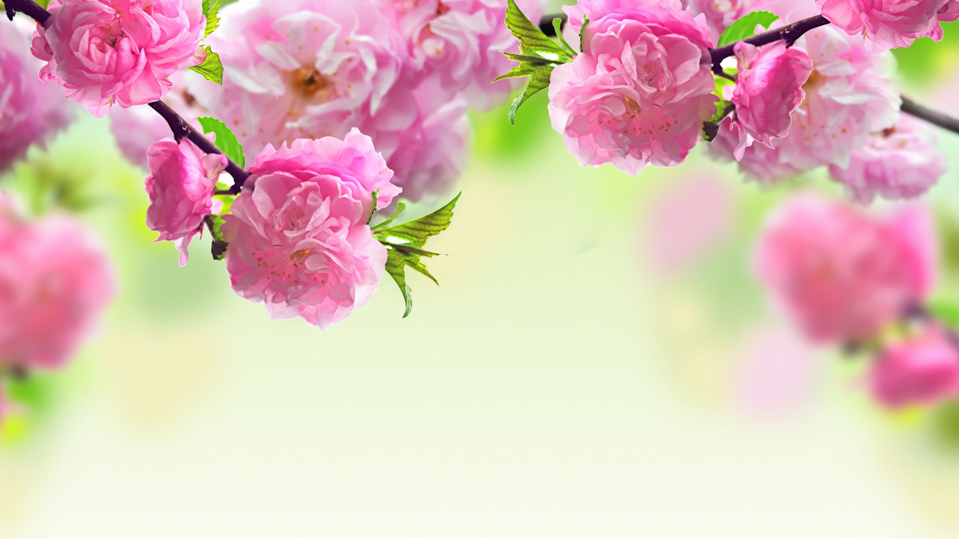 桃花树枝,桃花,粉红色,春天宽屏桌面高清壁纸