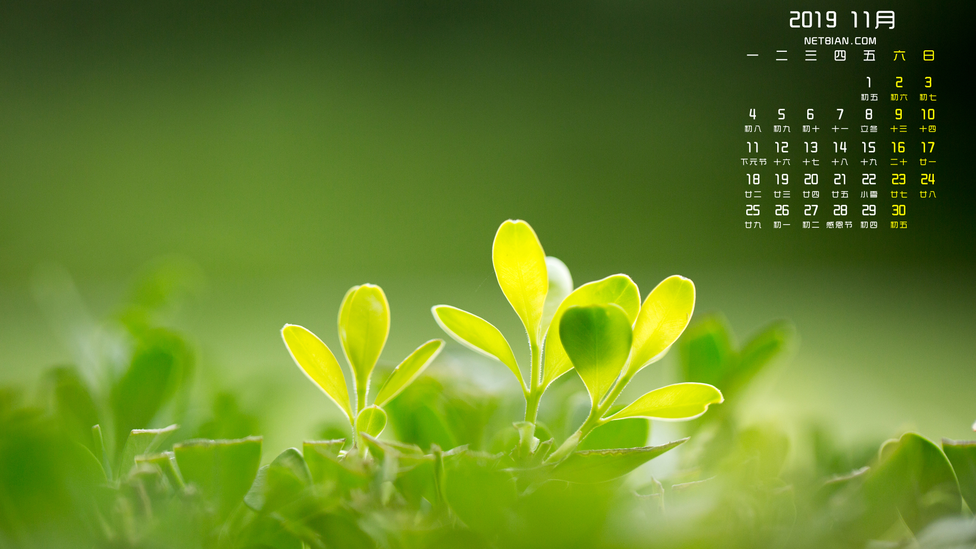 护眼树叶2019年11月日历桌面高清壁纸
