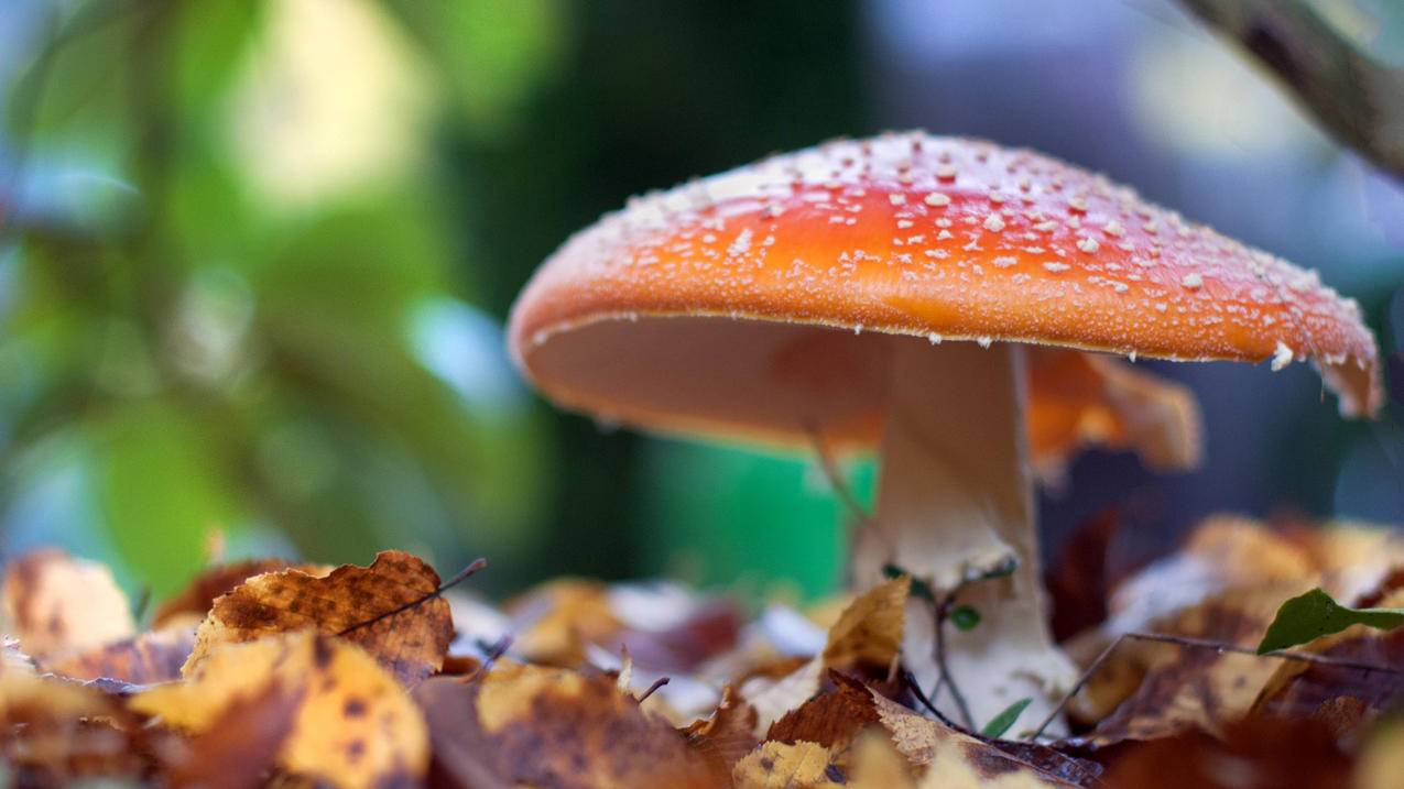 一朵蘑菇5k高清壁纸
