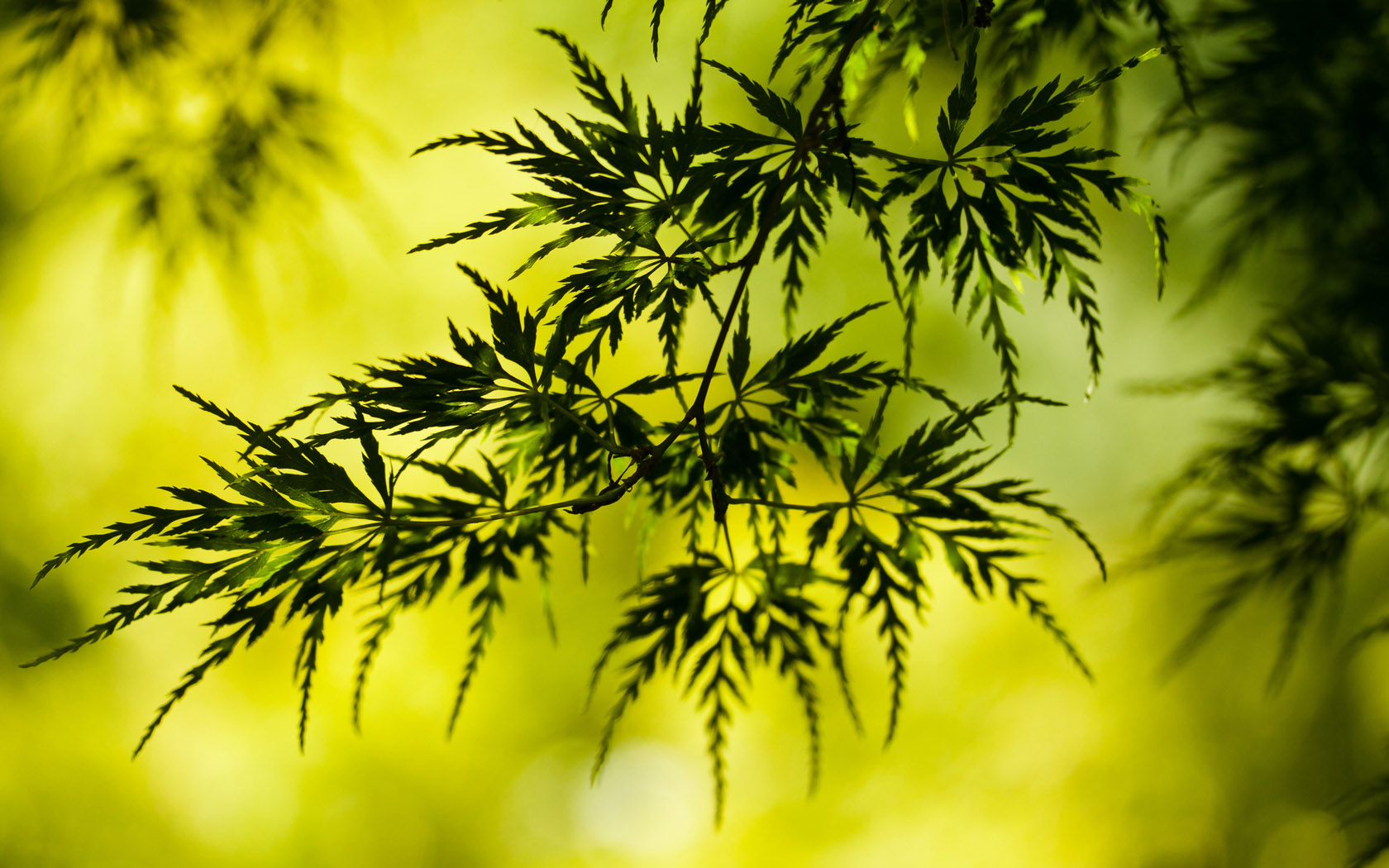 绿色叶子植物风景桌面高清壁纸