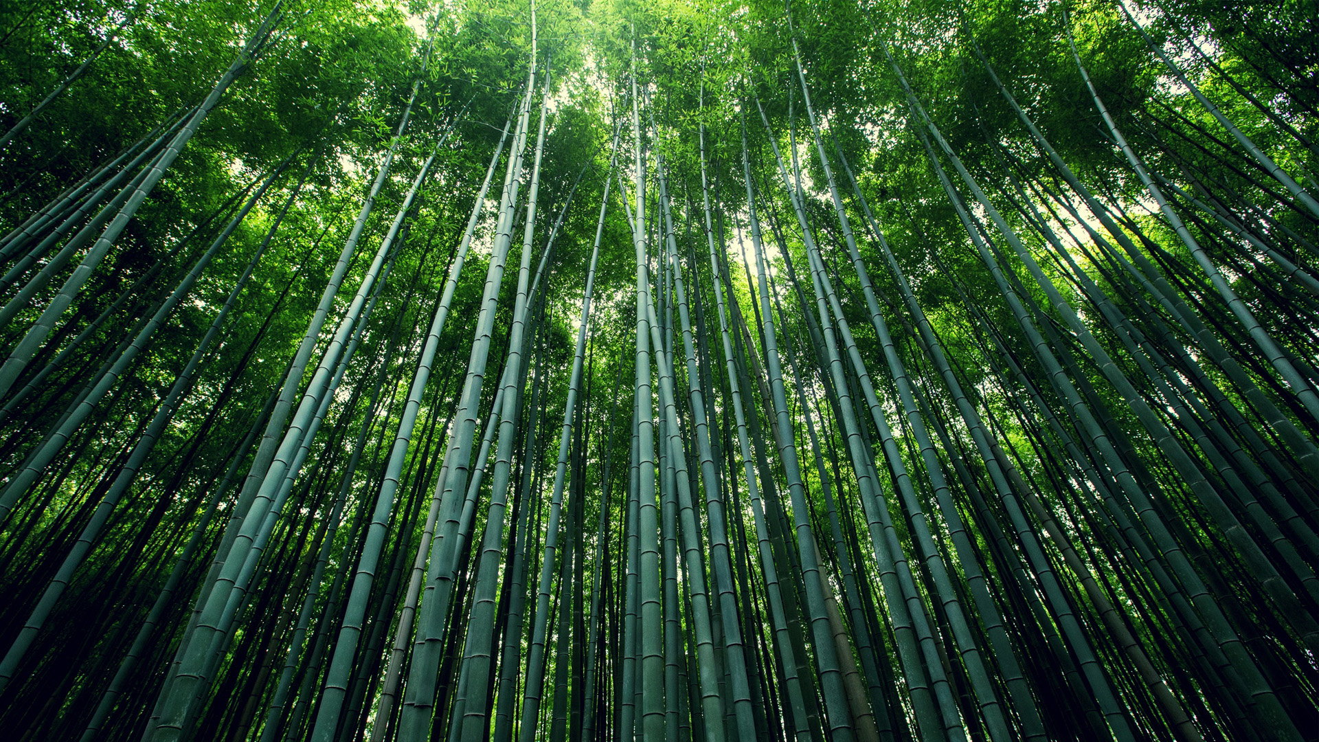 绿色的竹林，竹海，竹子，竹叶，护眼自然风景桌面高清壁纸