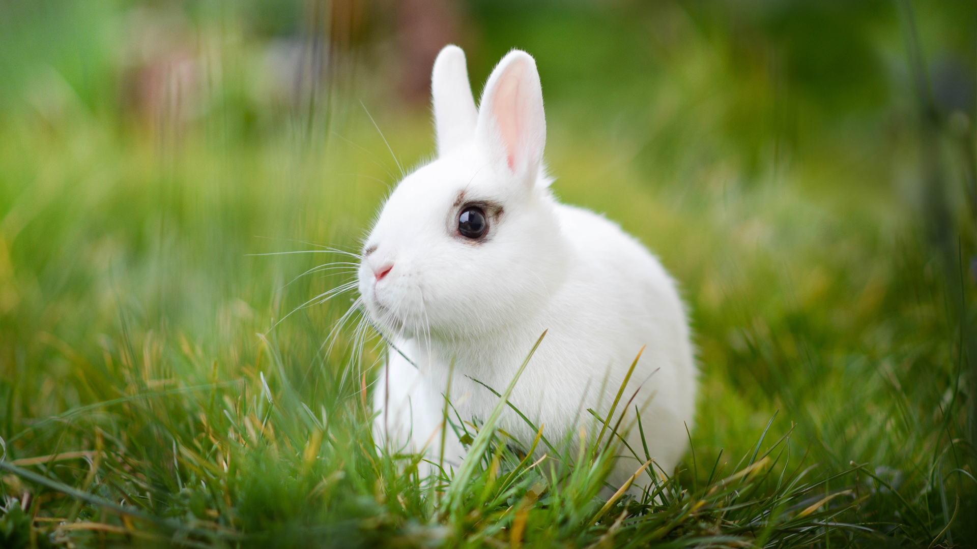 绿色草地小白兔桌面高清壁纸