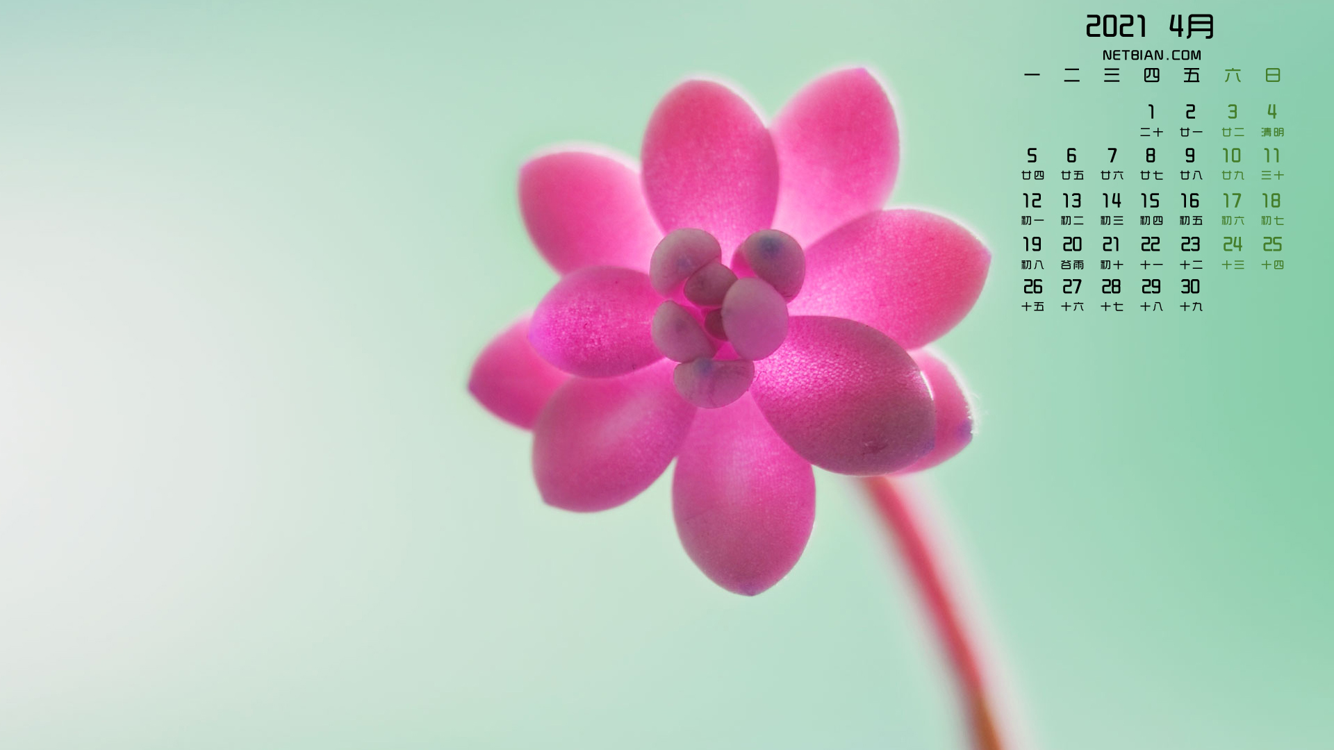 花2021年4月日历桌面高清壁纸
