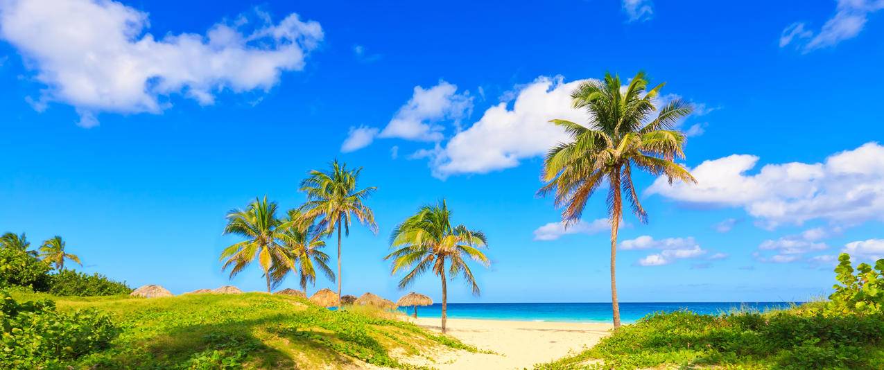 海岸棕榈树海滩沙滩夏天海边风景带鱼屏高清壁纸