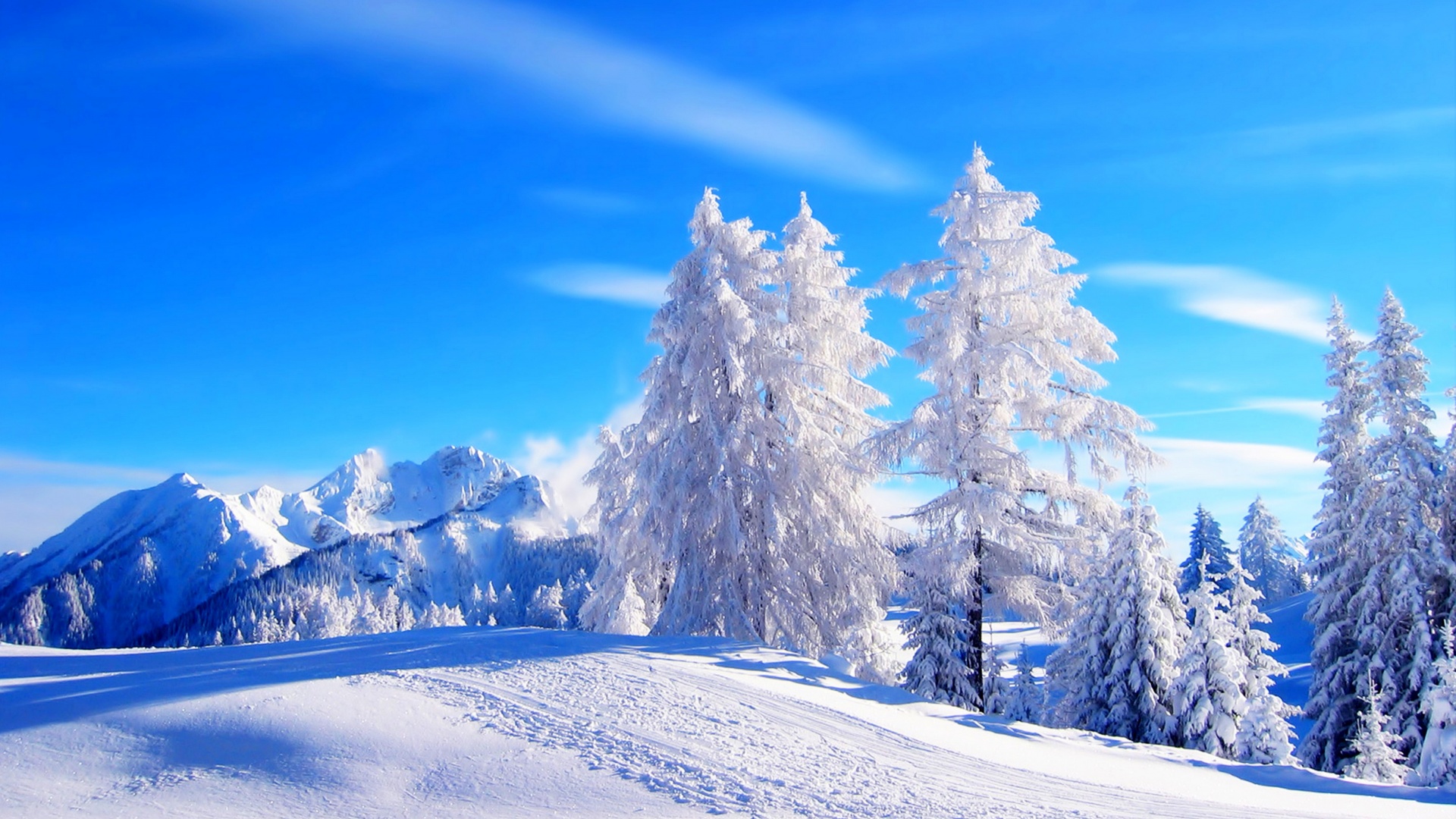 冬天,树,天空,森林,优美的冬季雪景桌面高清壁纸