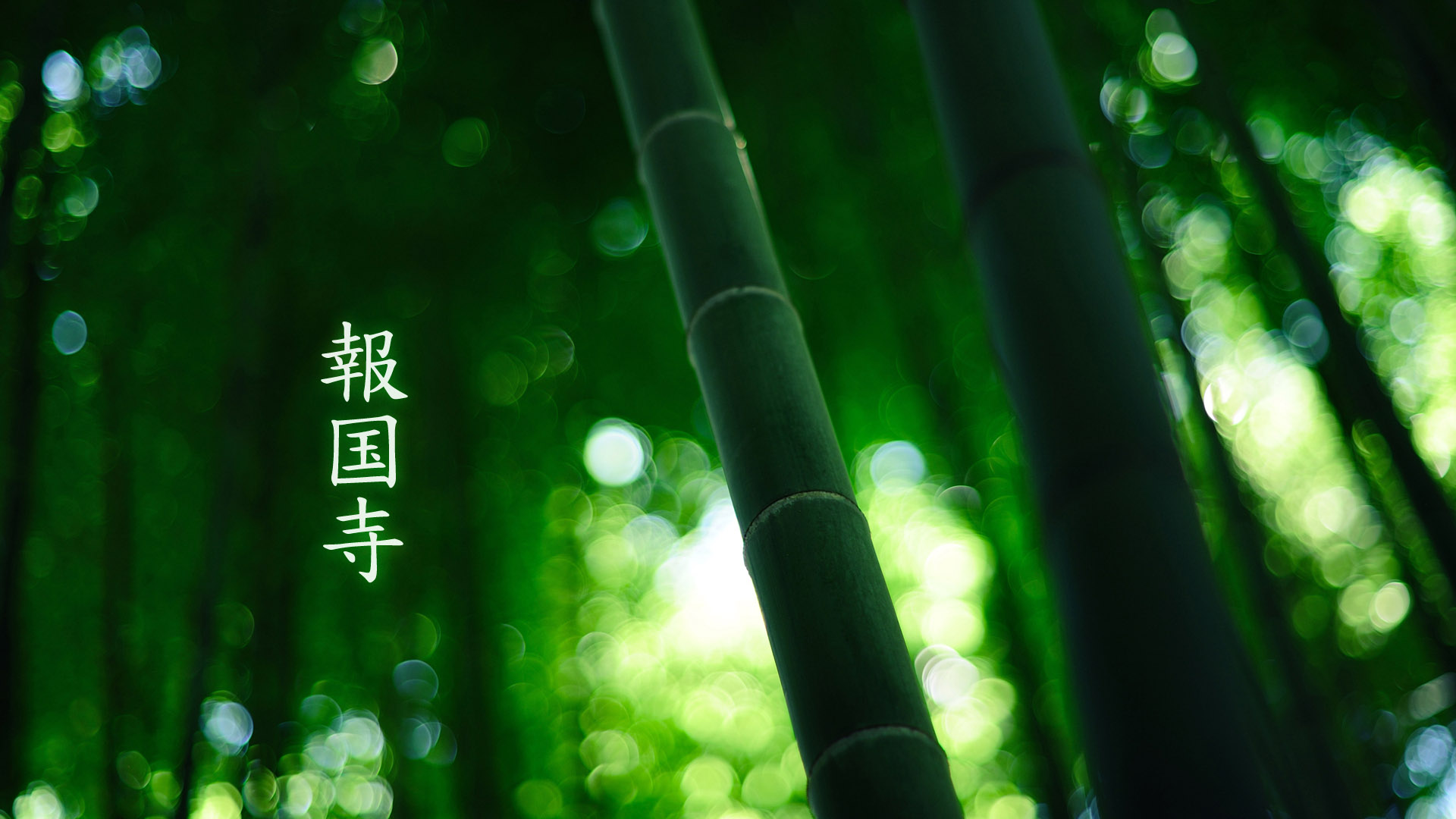 报国寺竹子风景桌面高清壁纸