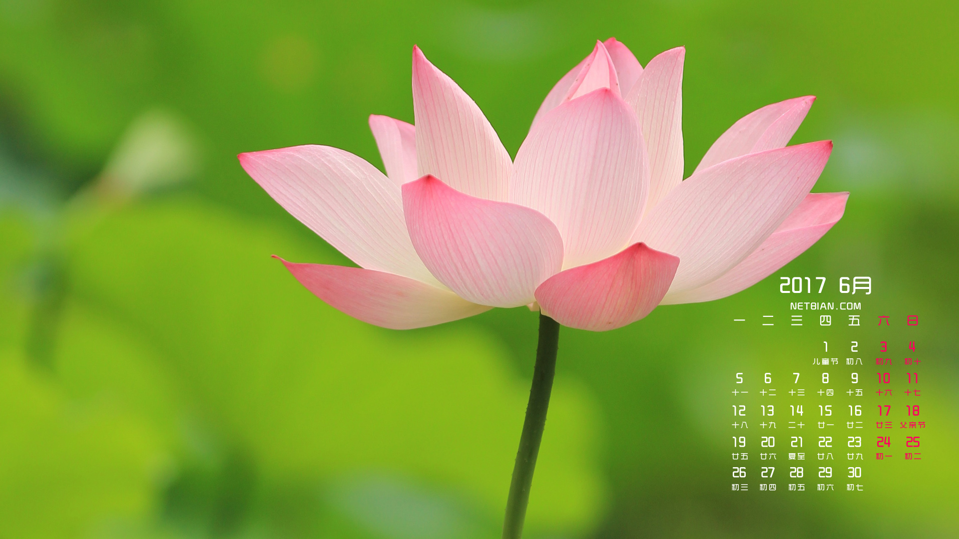 荷花花瓣2017年6月日历桌面高清壁纸