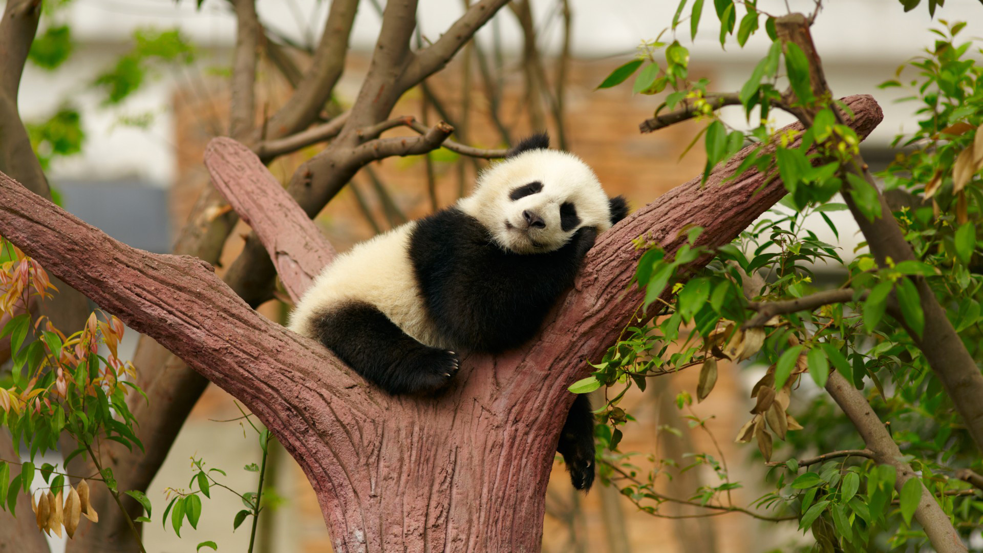 熊猫，国宝，在树上睡眠，休息，树的图片，叶子，动物主题电脑高清壁纸