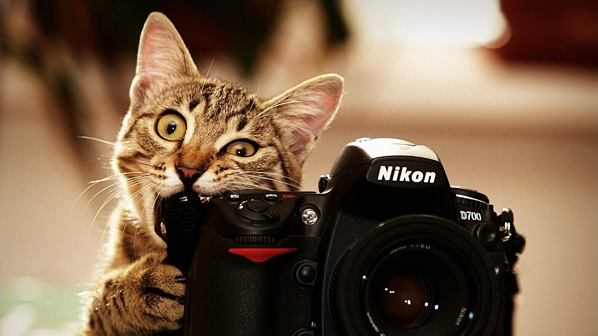 咬着尼康nikon 相机的猫 桌面高清壁纸