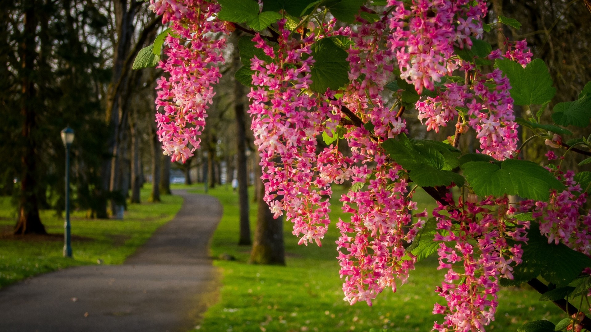 公园，道路，树枝，开花，鲜花，风景桌面高清壁纸